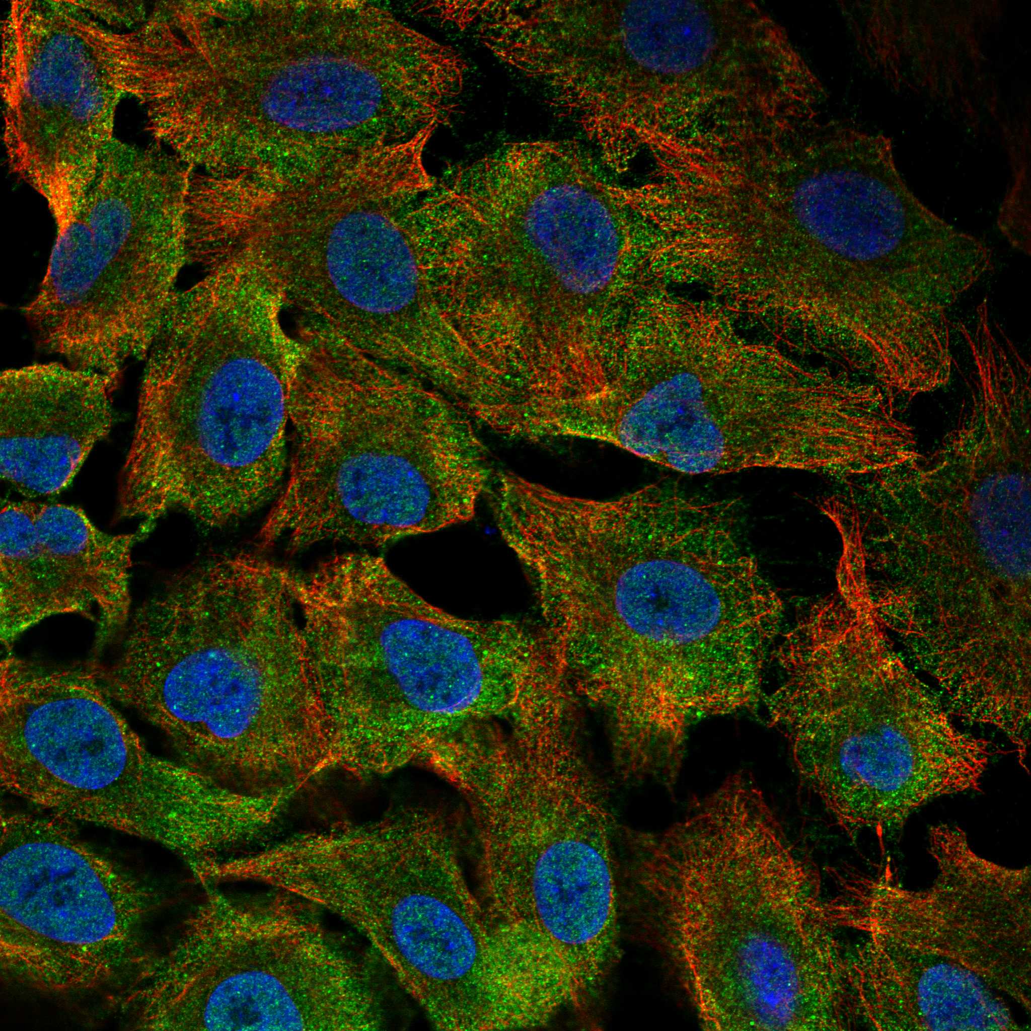 IL2RG fluorescence