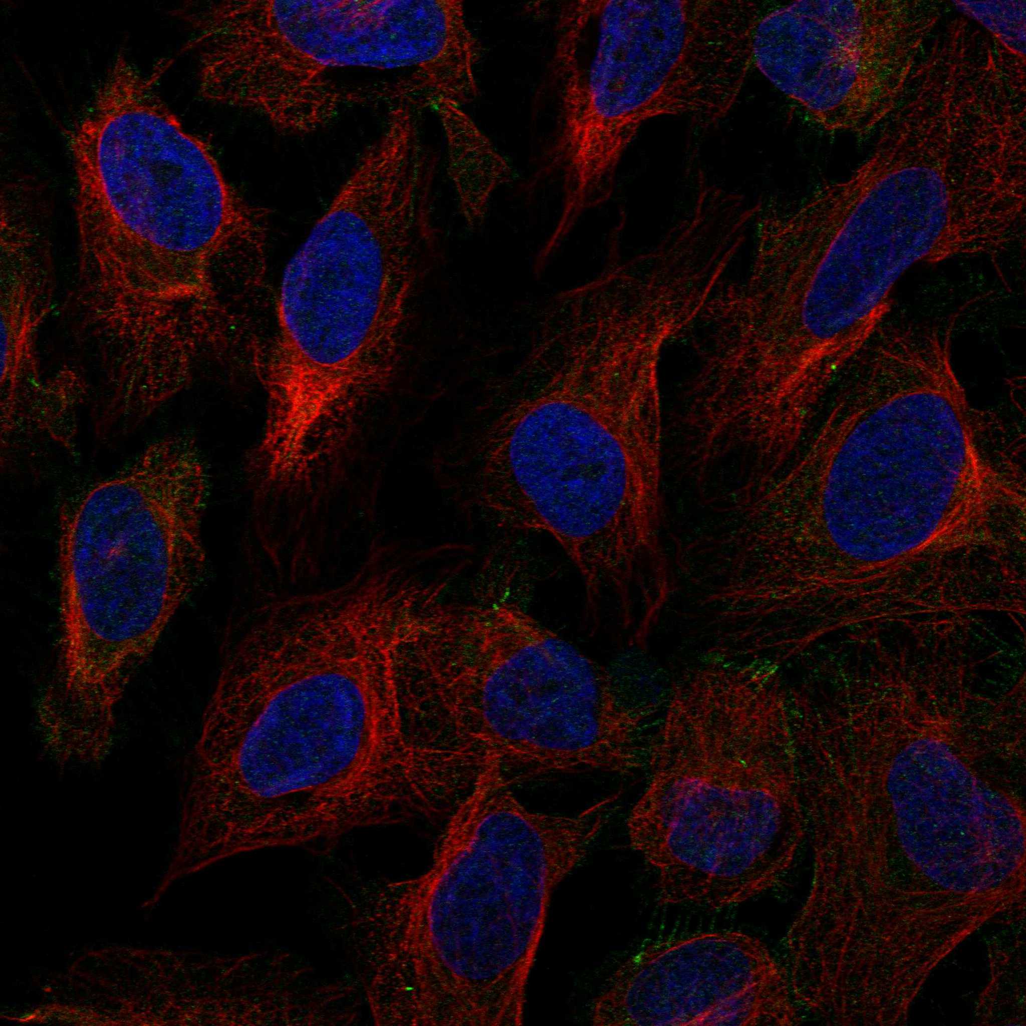 ILDR2 fluorescence