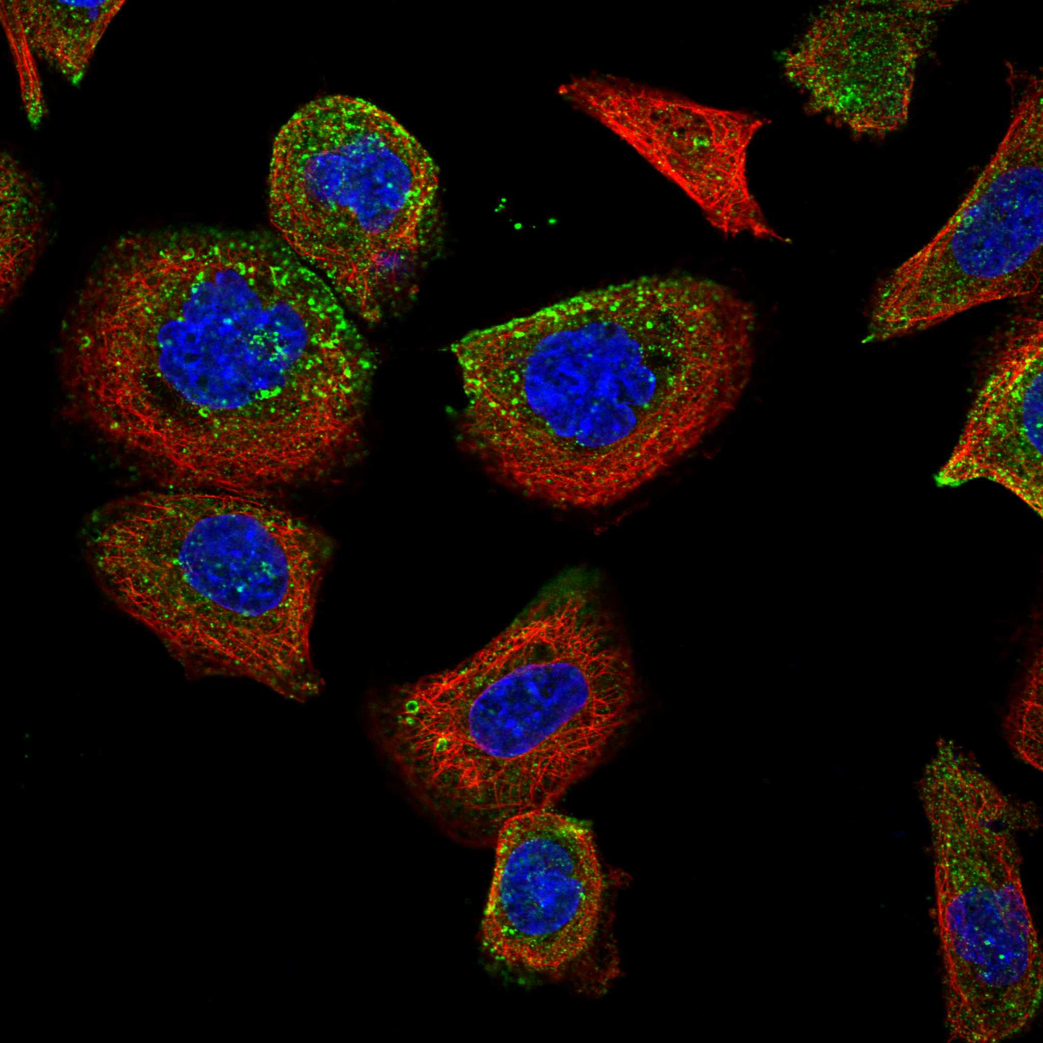 INSR fluorescence