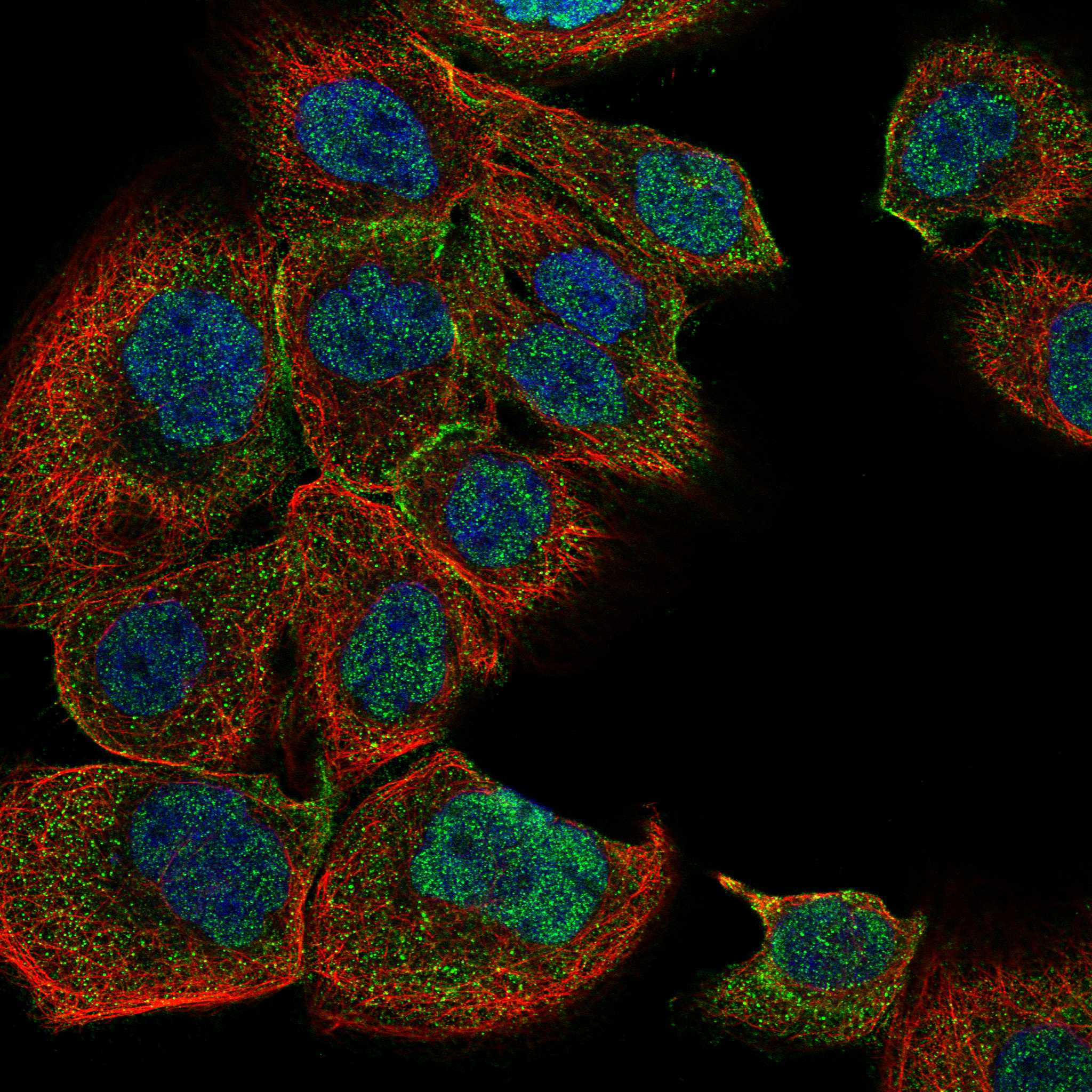 IQCE fluorescence