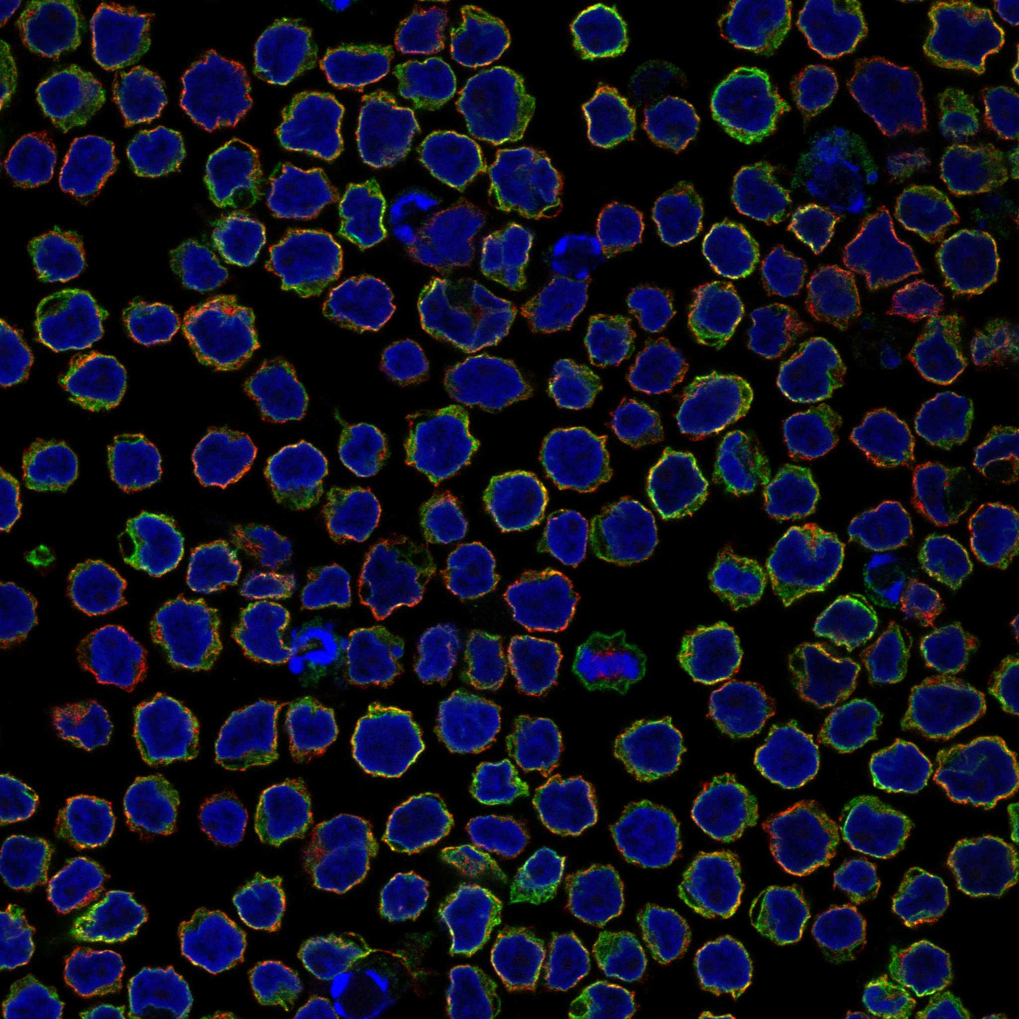 IRAG2 fluorescence