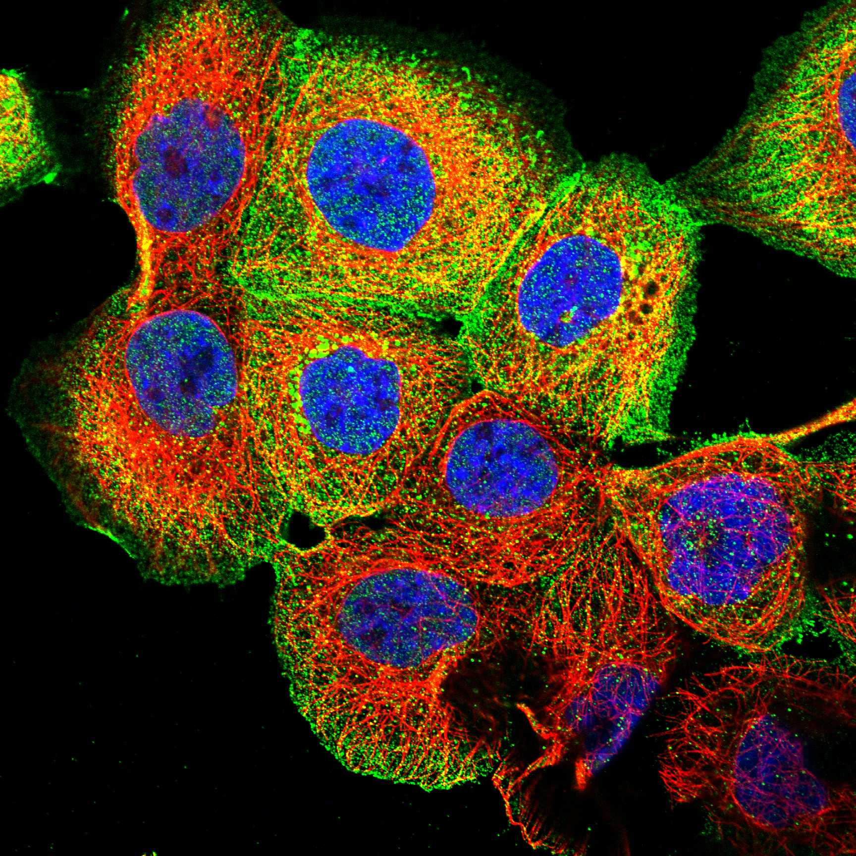 ITSN1 fluorescence