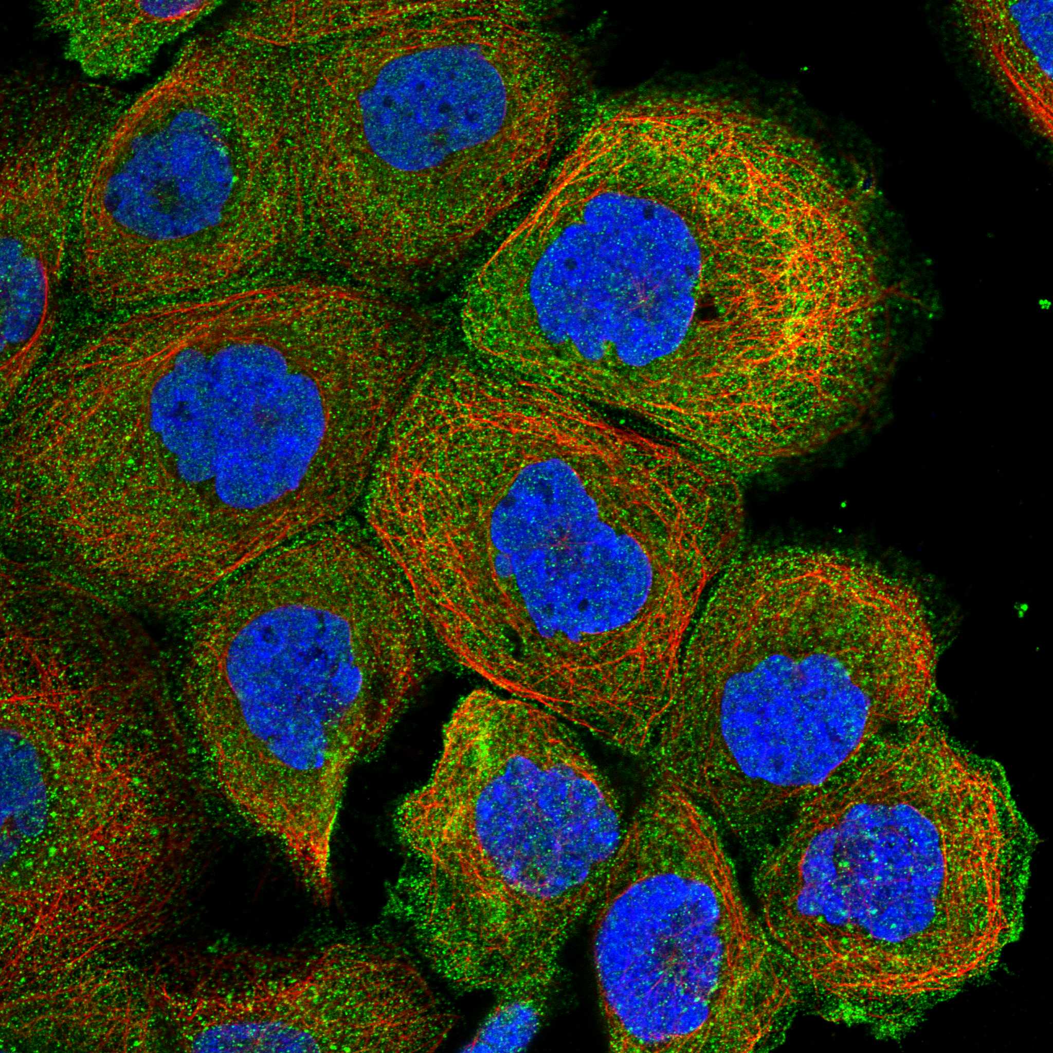 ITSN2 fluorescence