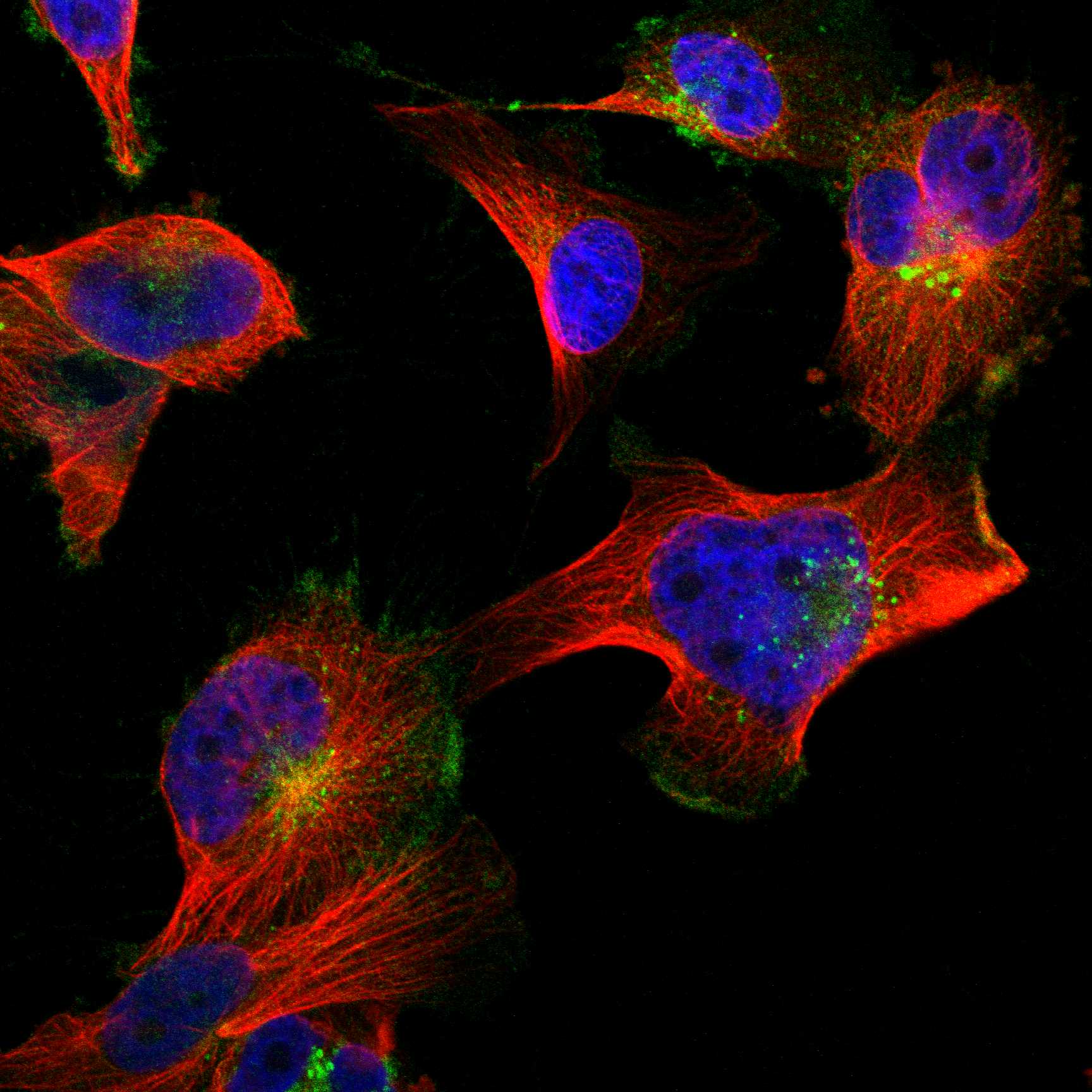 JAG1 fluorescence