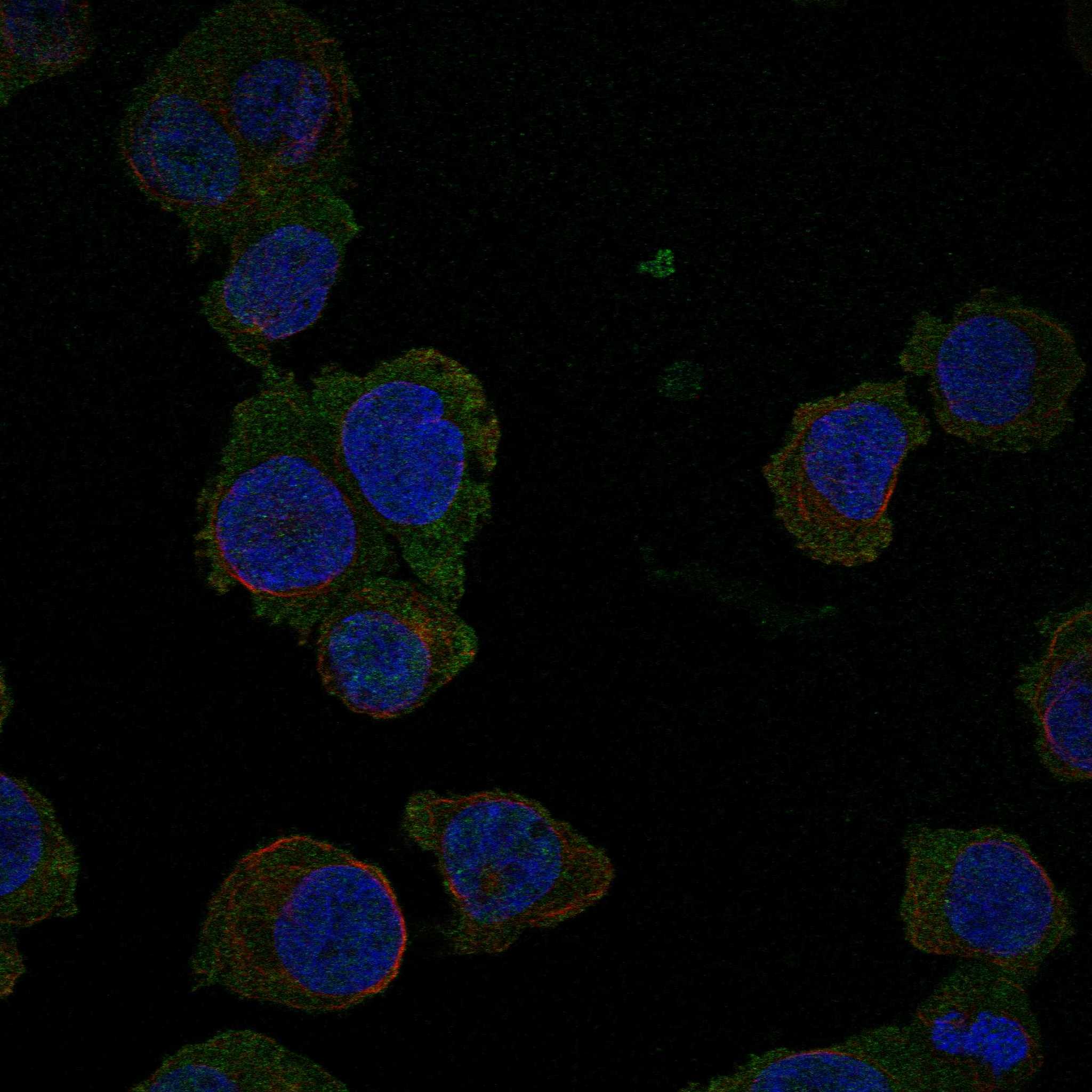 JAK3 fluorescence