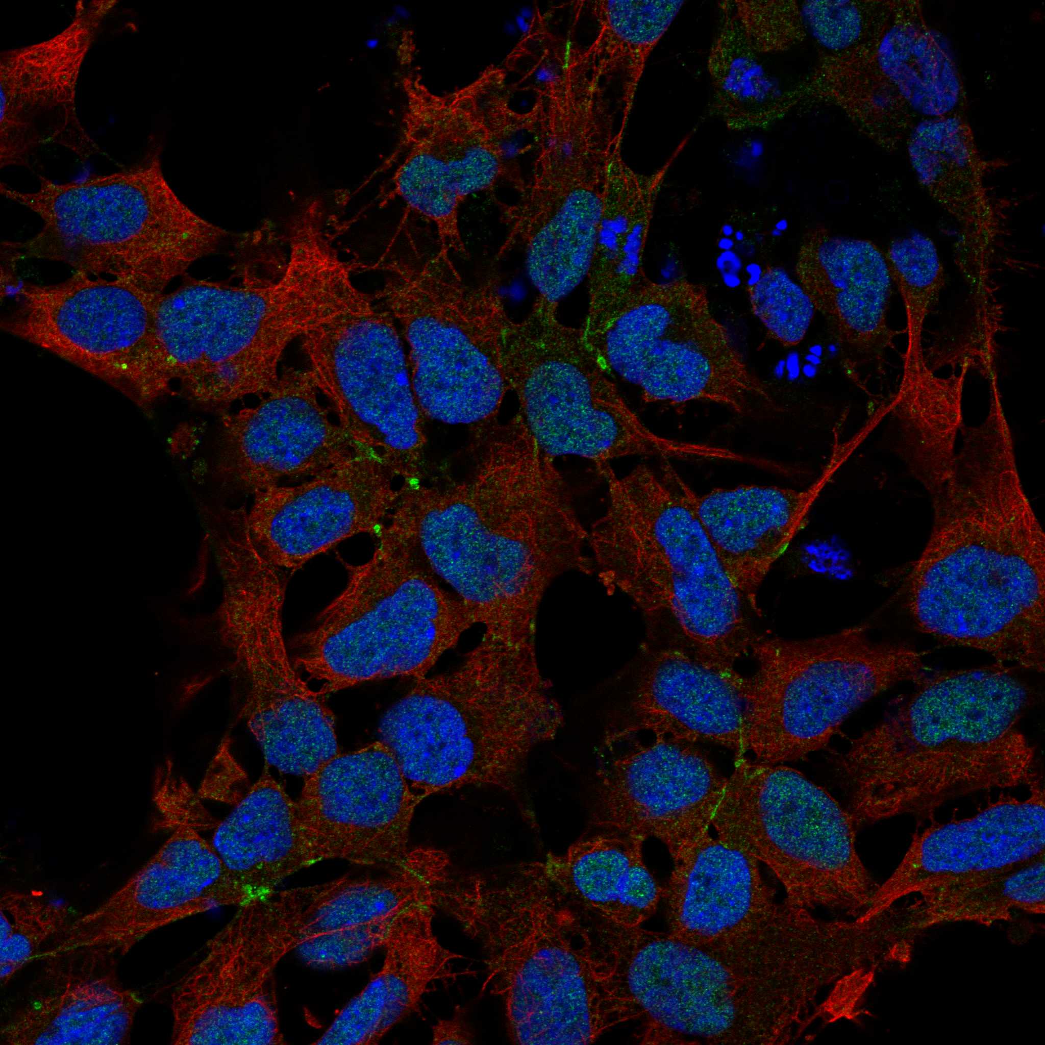 JAM2 fluorescence
