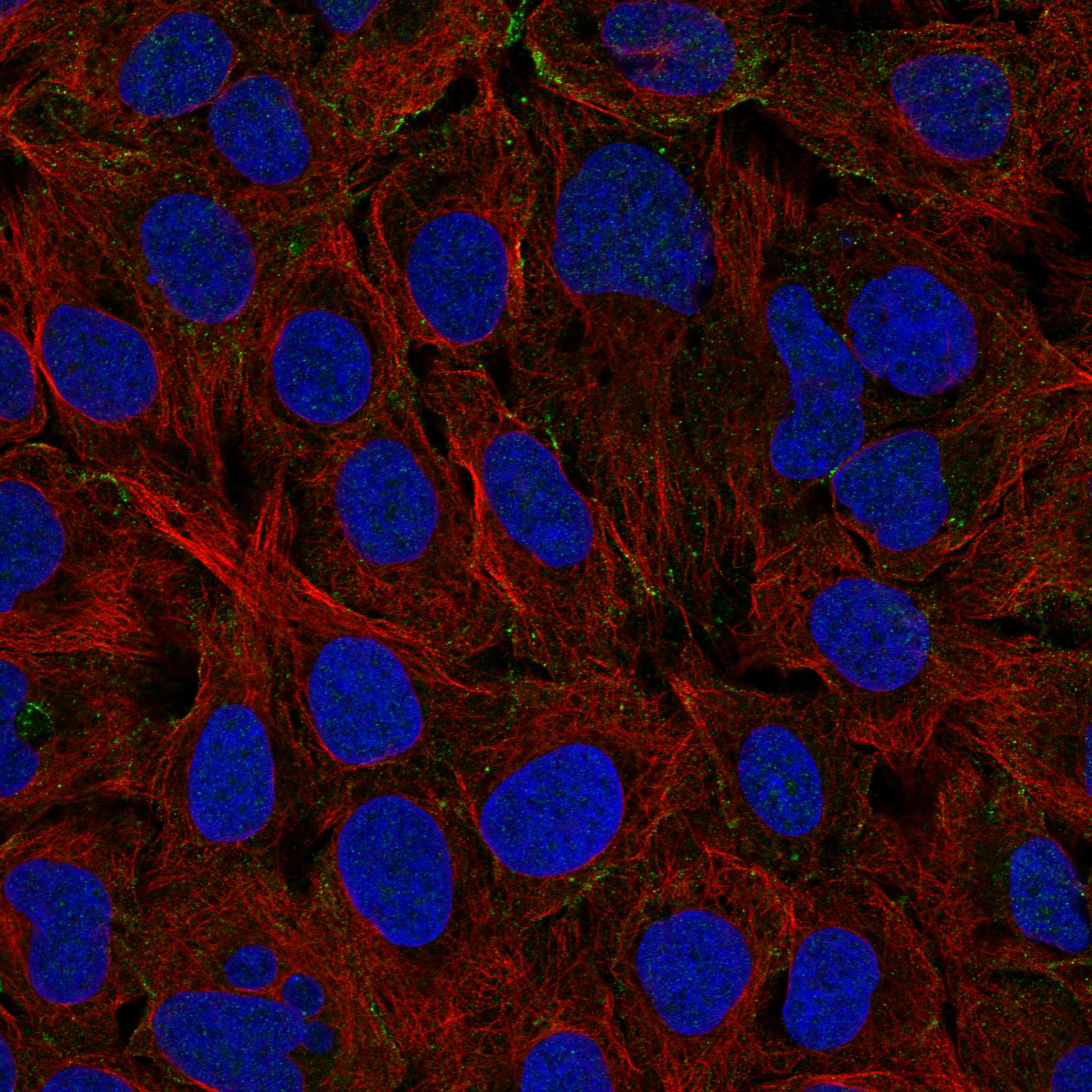KANK3 fluorescence