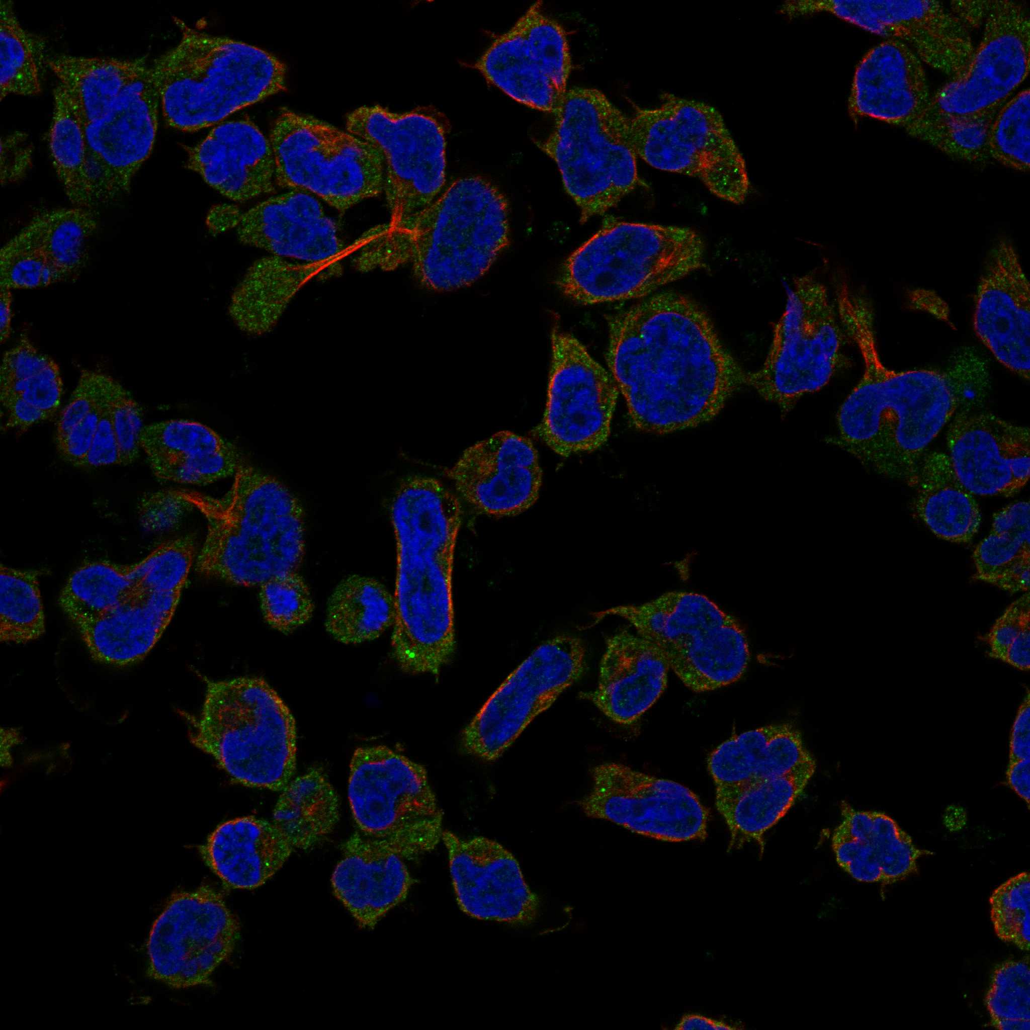 KCNA6 fluorescence