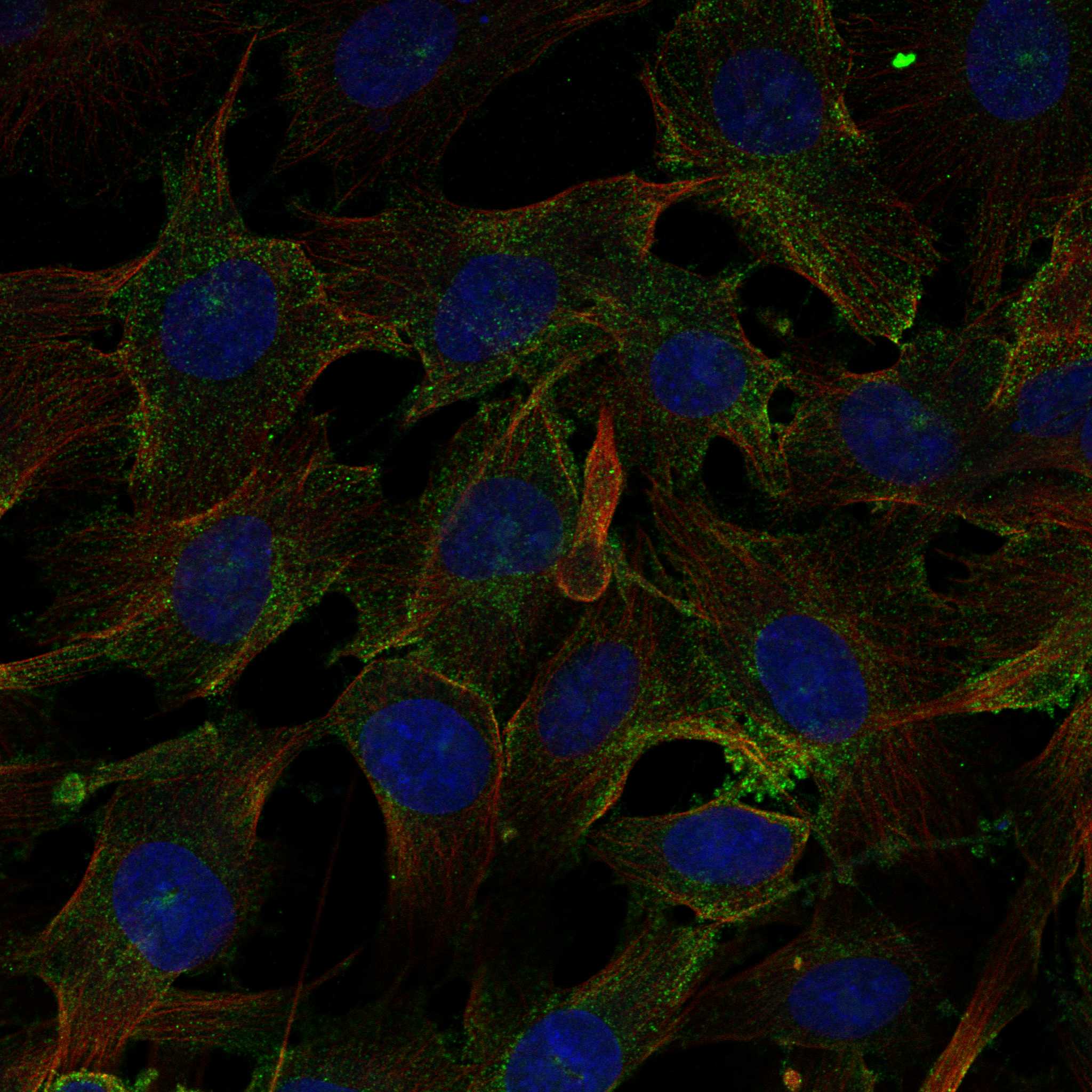 KCNA7 fluorescence
