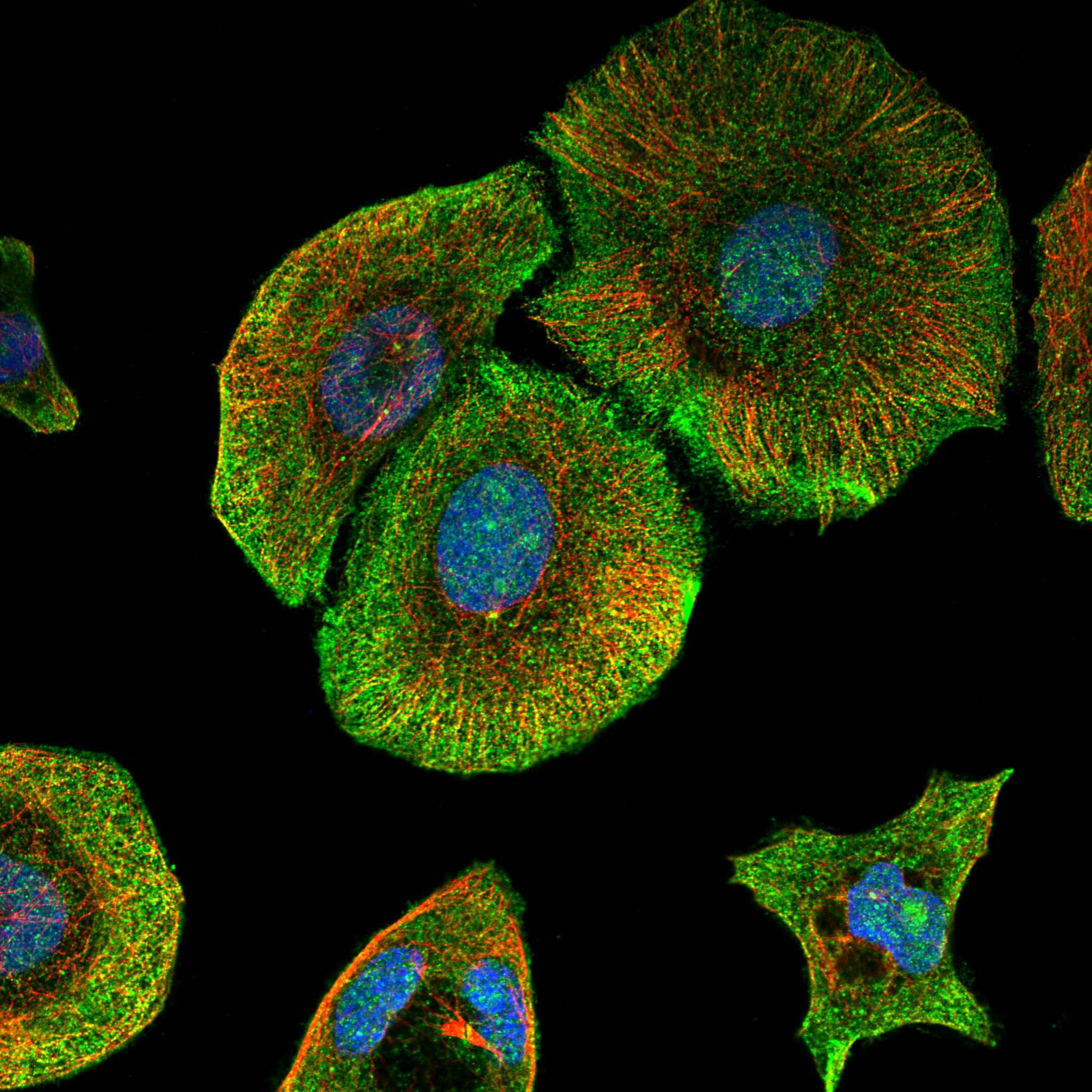 KCNB2 fluorescence