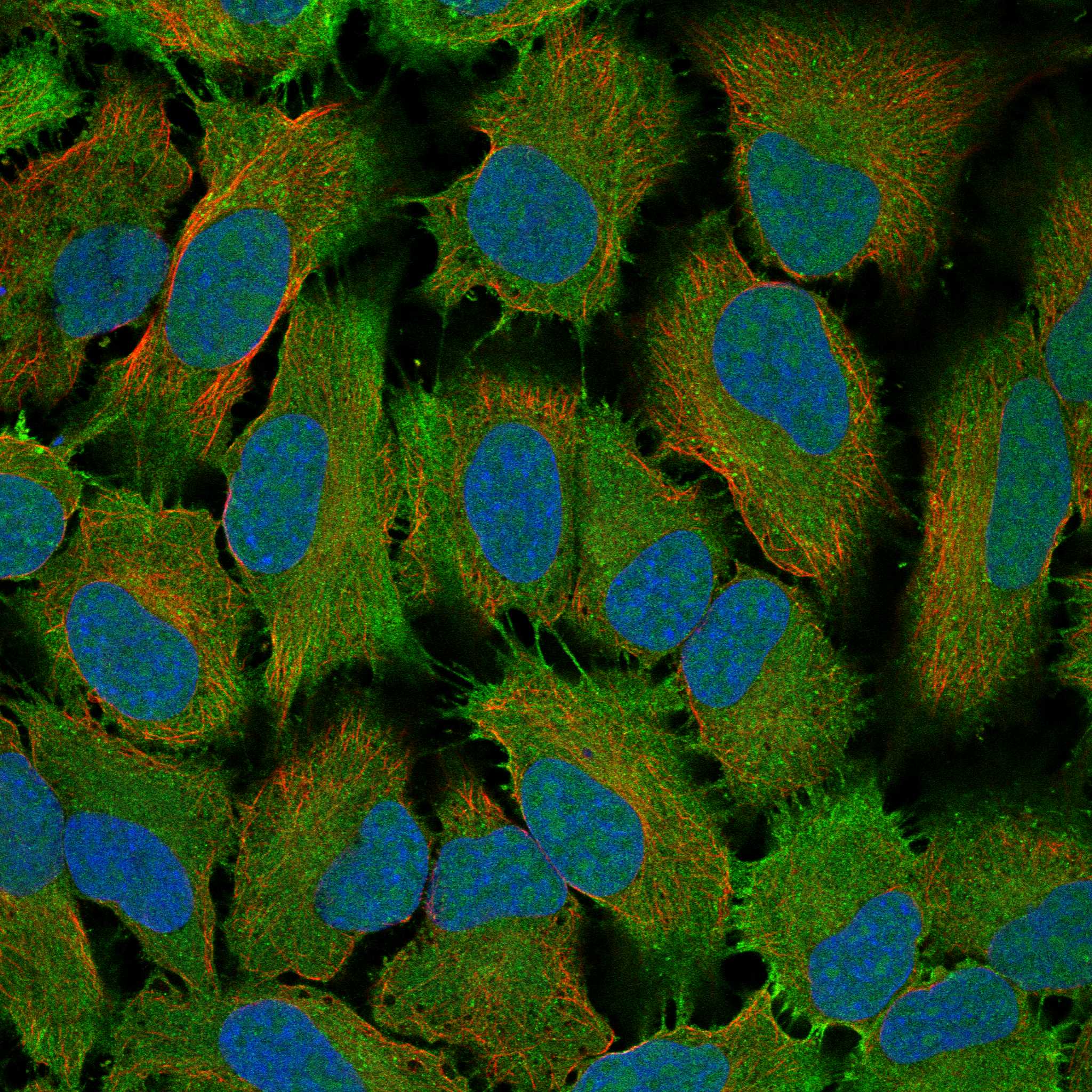 KCNG4 fluorescence