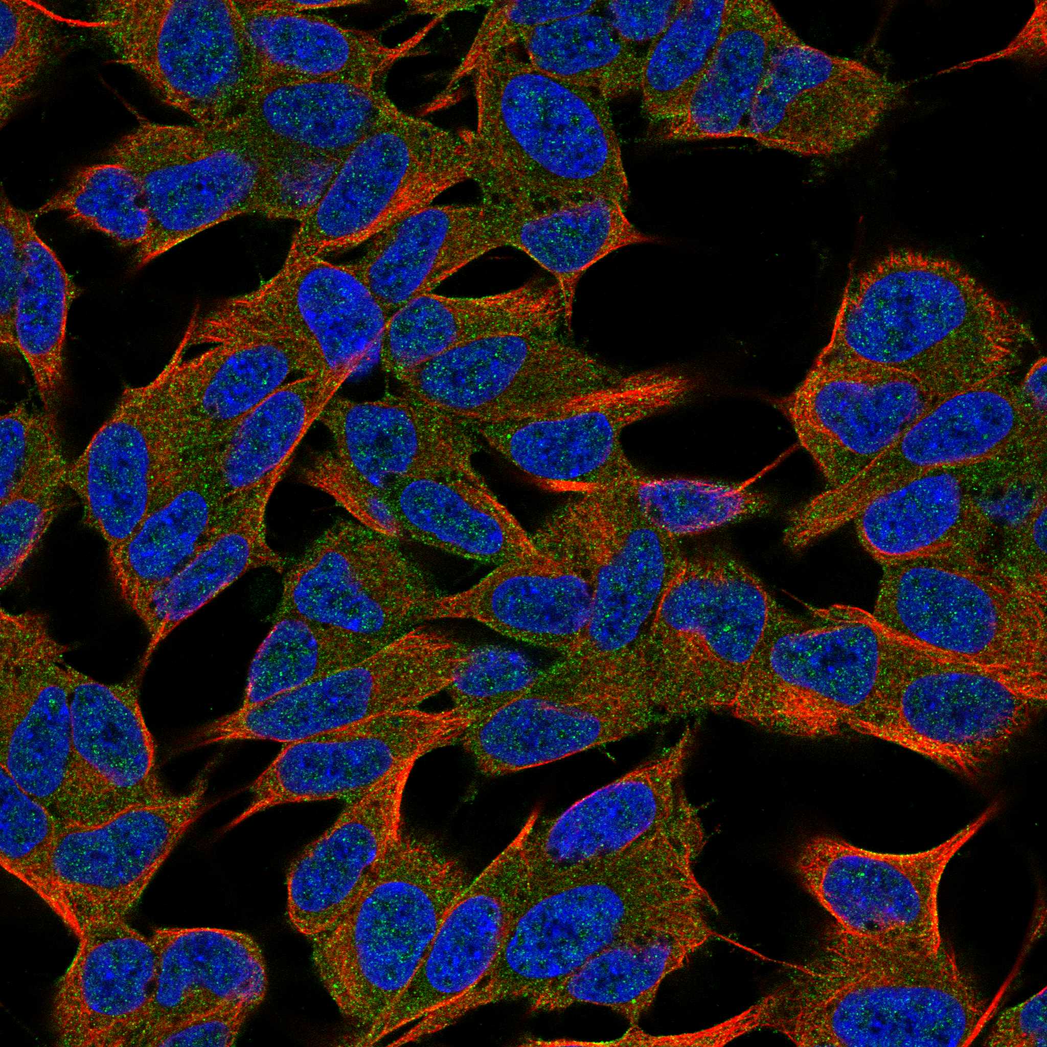 KCNH8 fluorescence