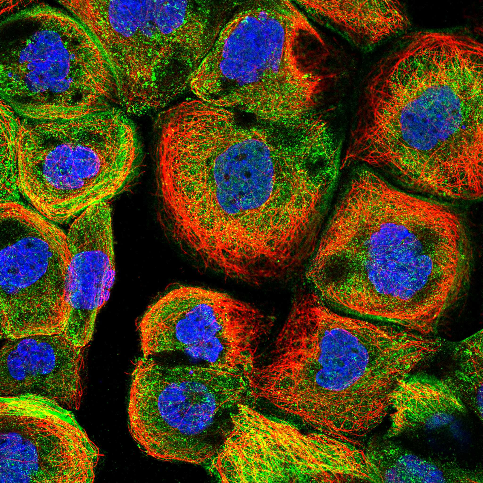 KCNK6 fluorescence