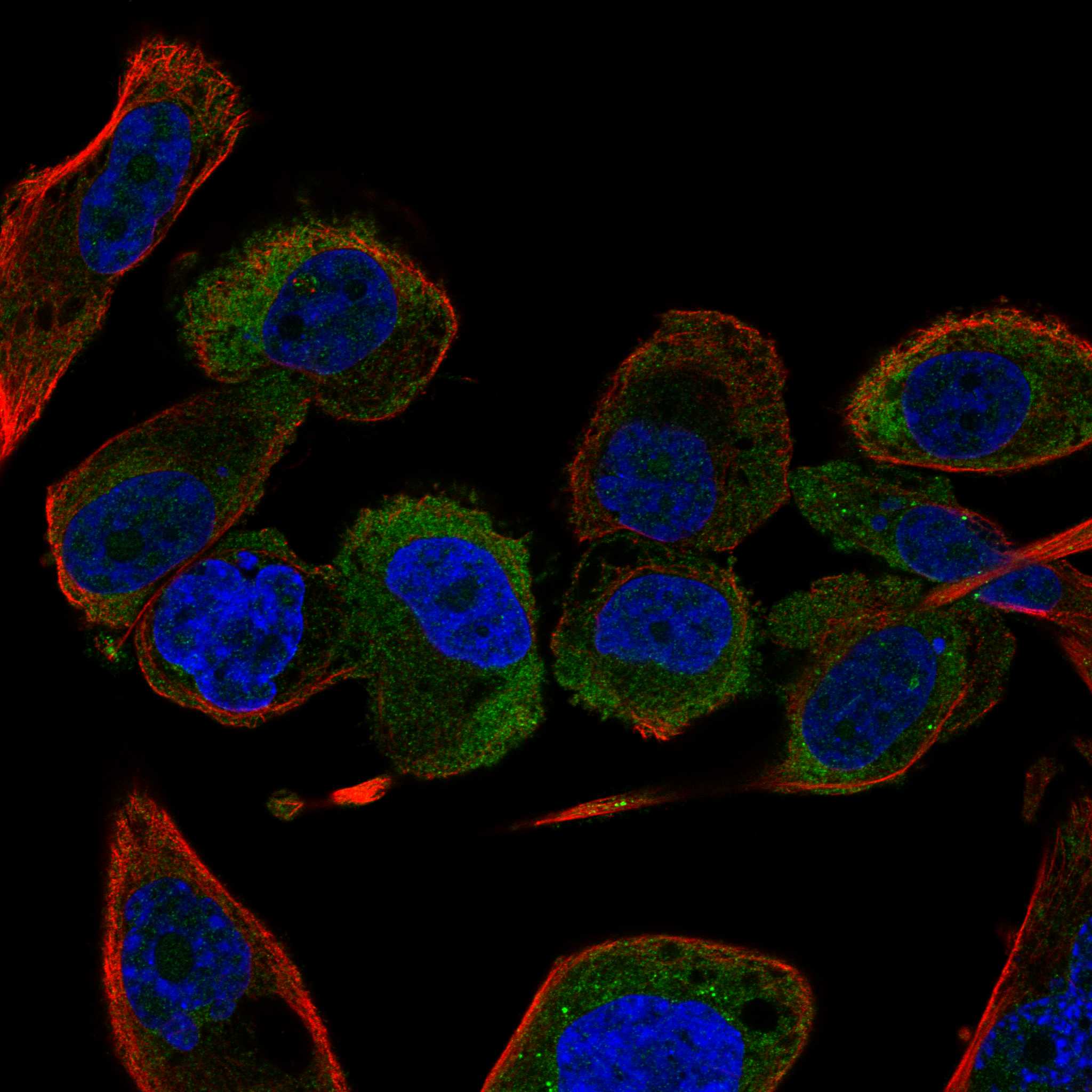 KCNK9 fluorescence