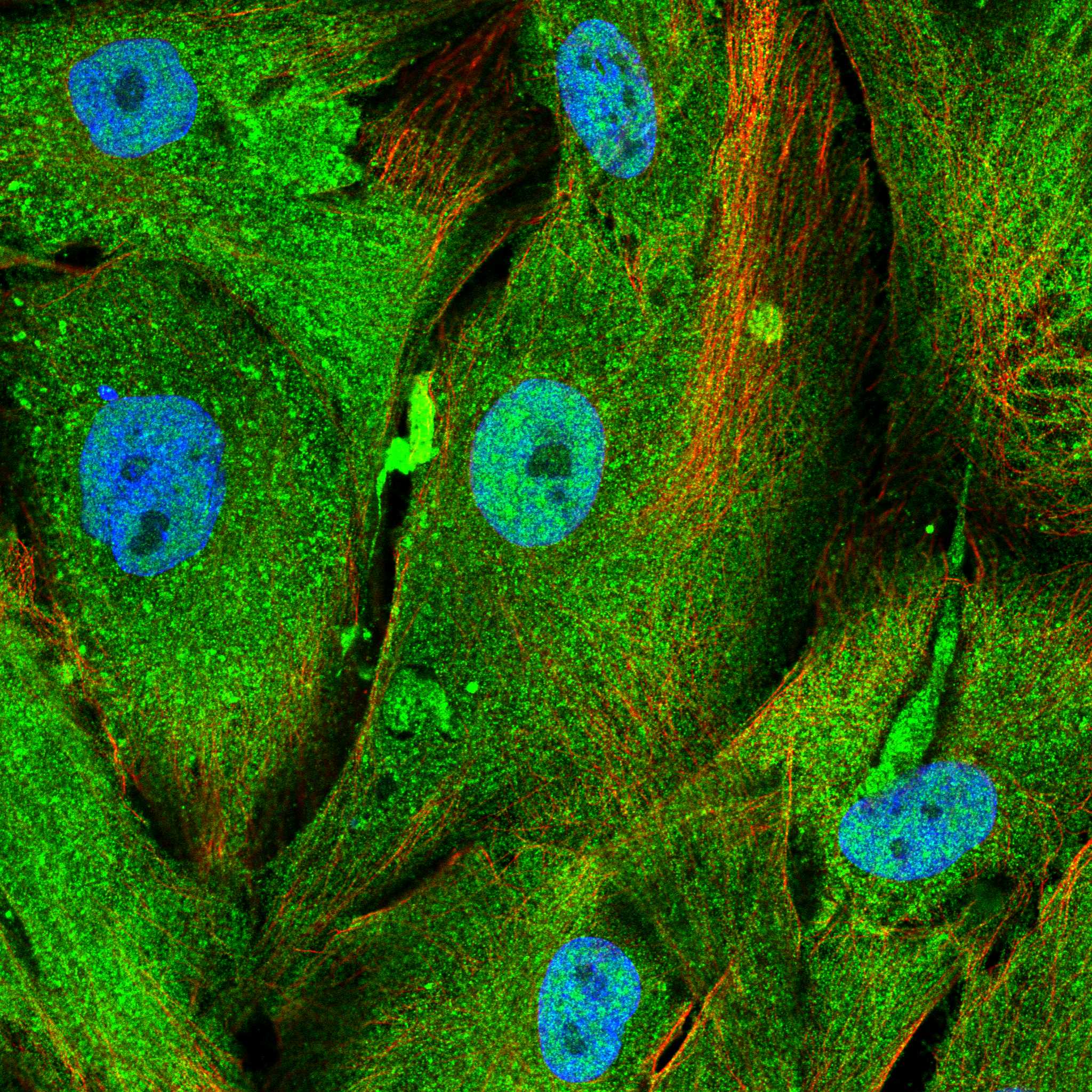 KCNN2 fluorescence