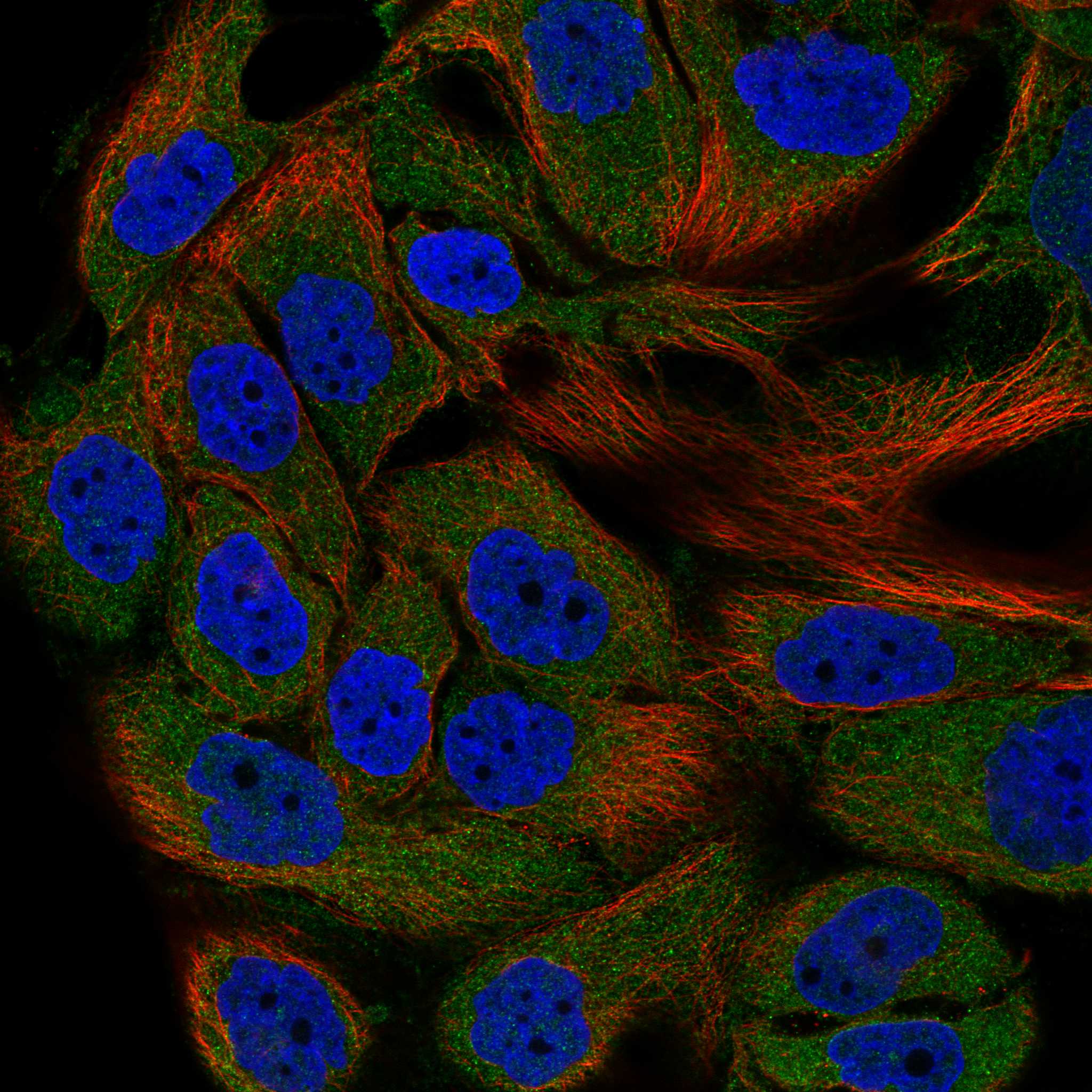 KCNN3 fluorescence