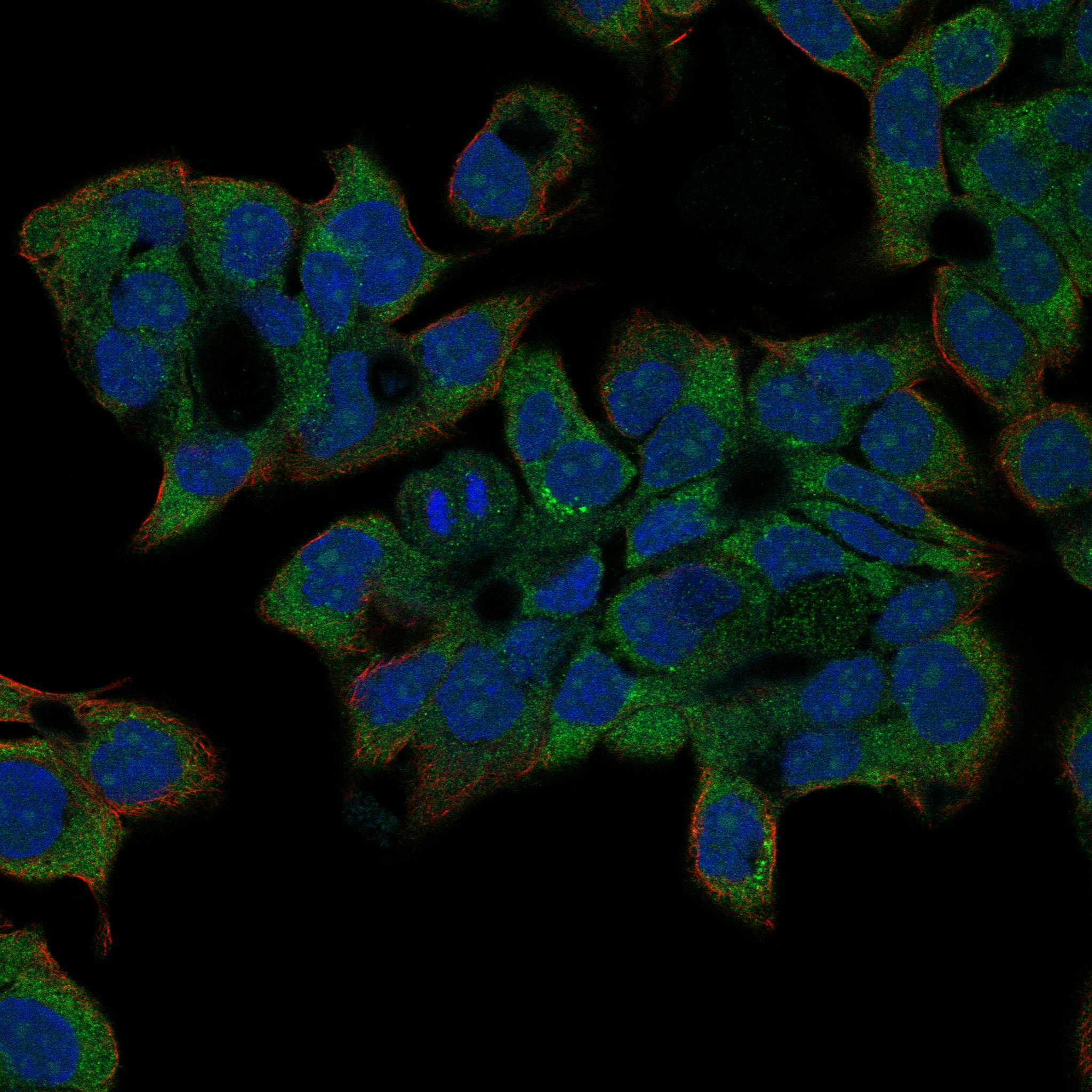 KCNN4 fluorescence