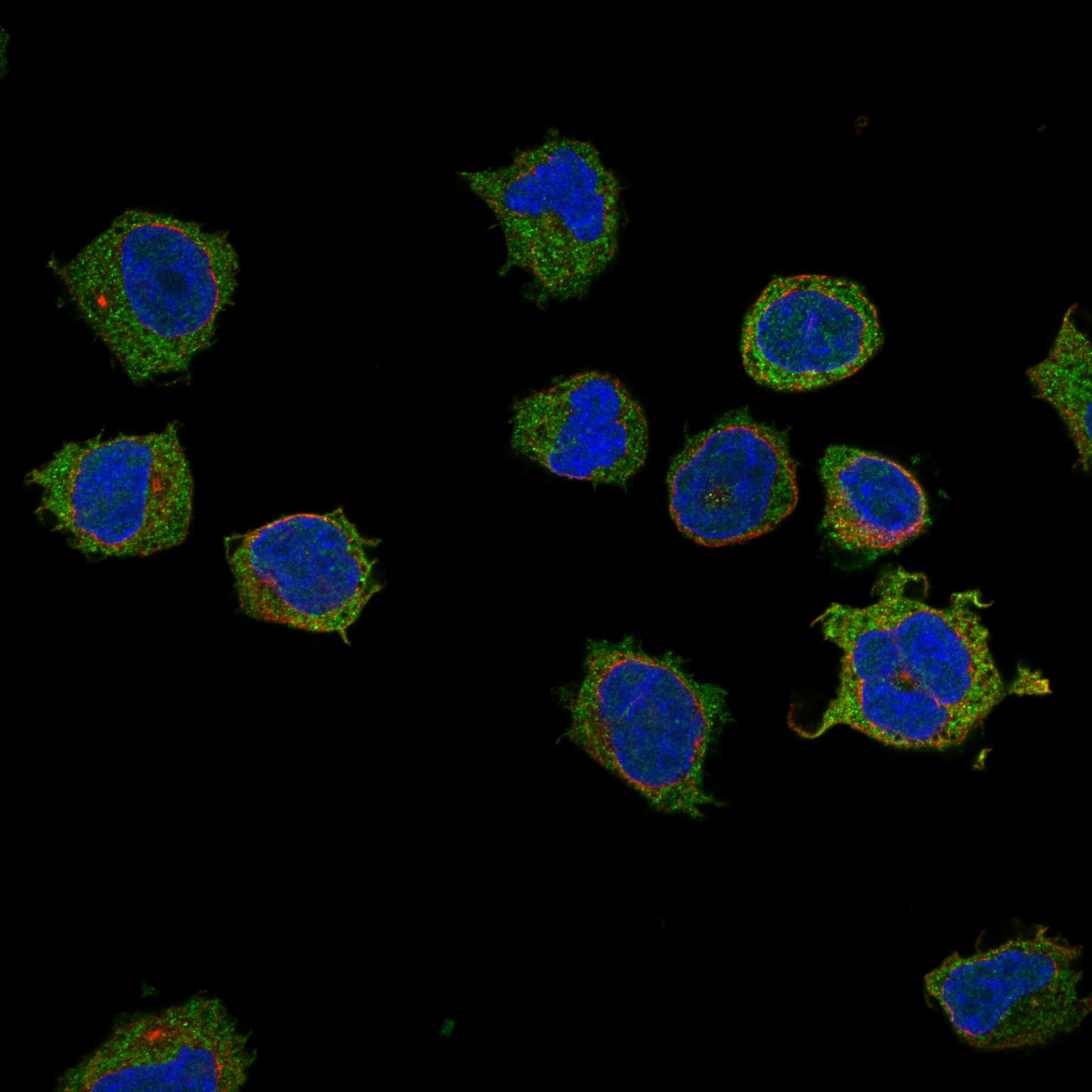 KCNQ1 fluorescence