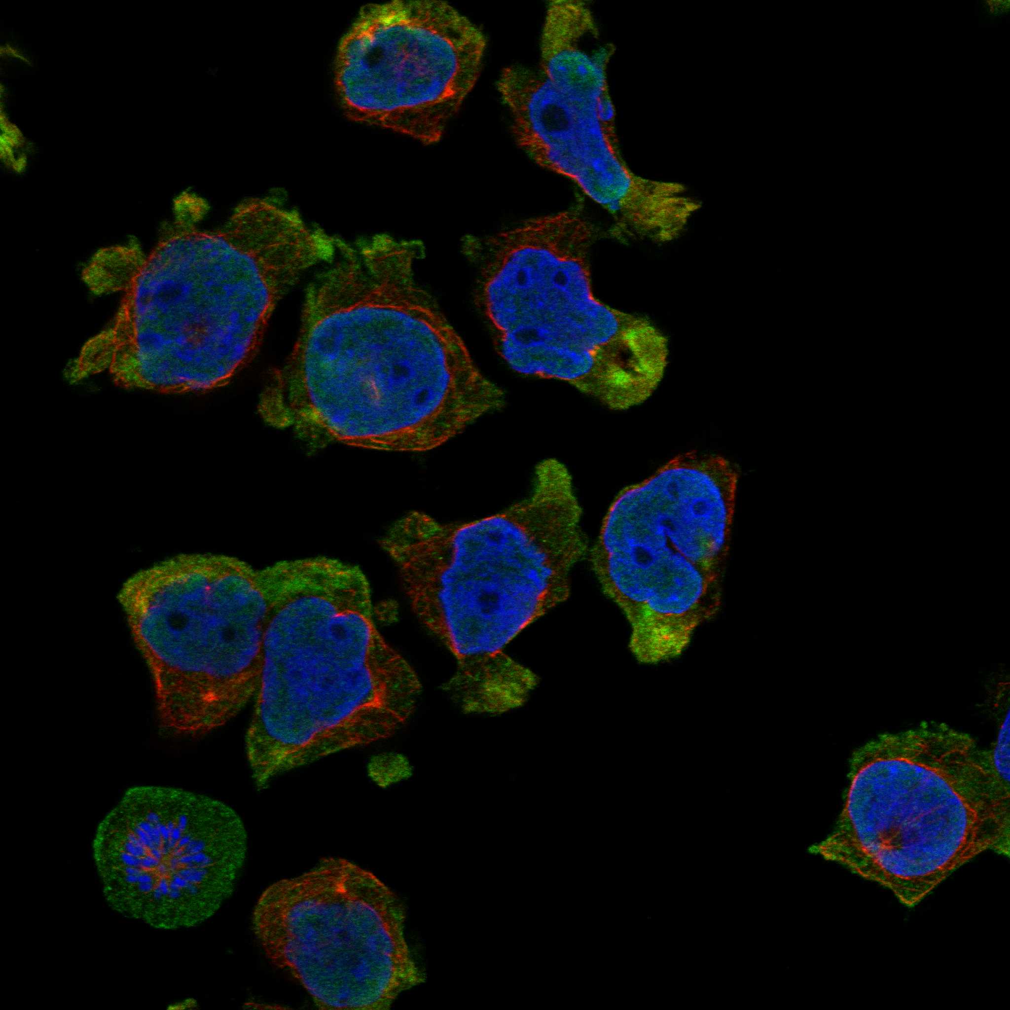 KCNS1 fluorescence