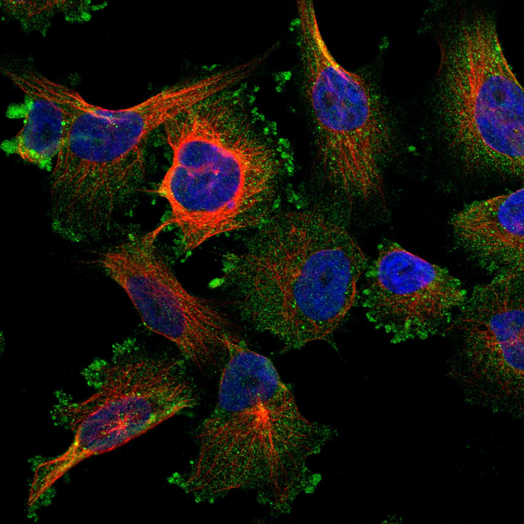 KCNS3 fluorescence