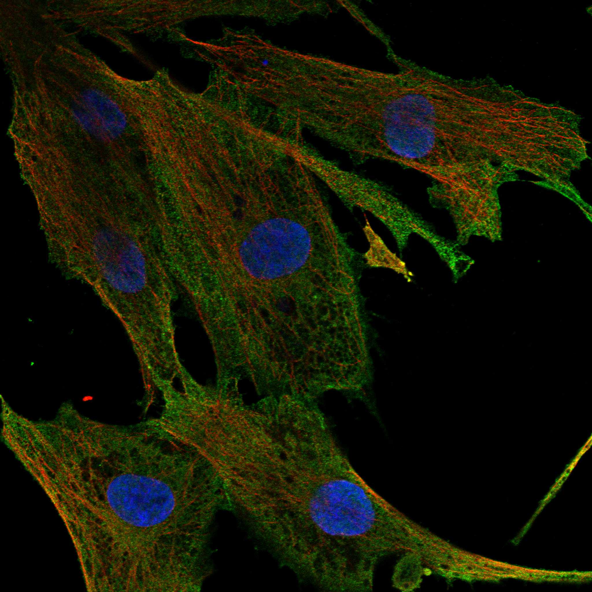 KCNU1 fluorescence