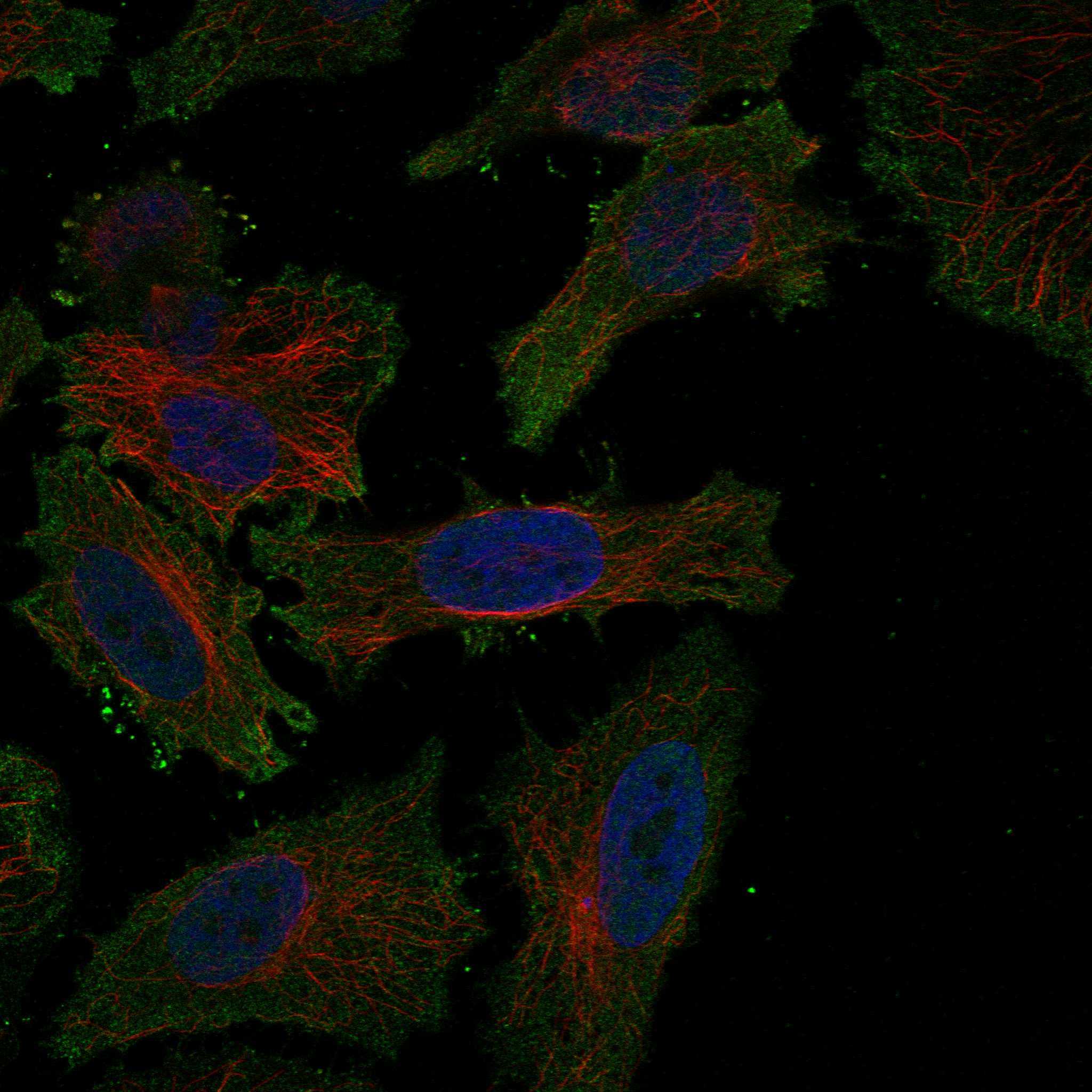 KCNV1 fluorescence