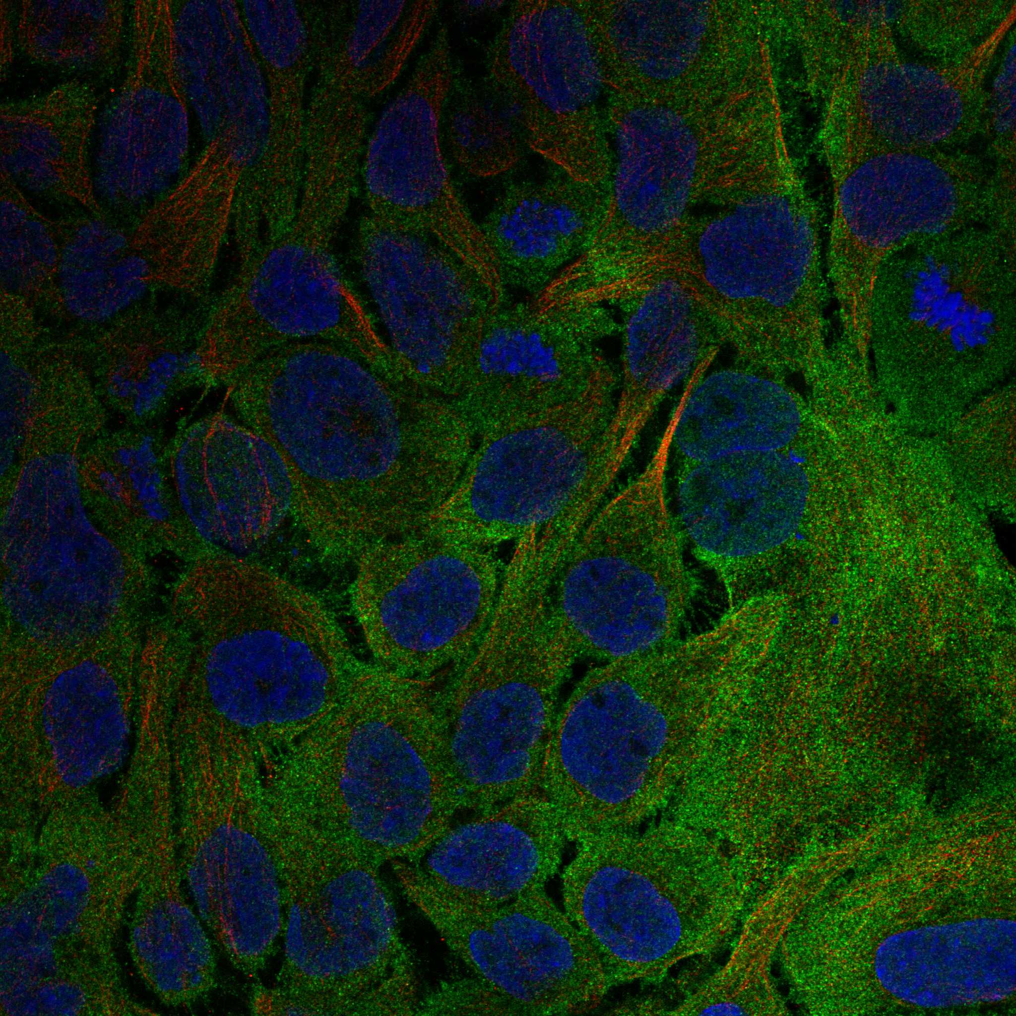 KDF1 fluorescence