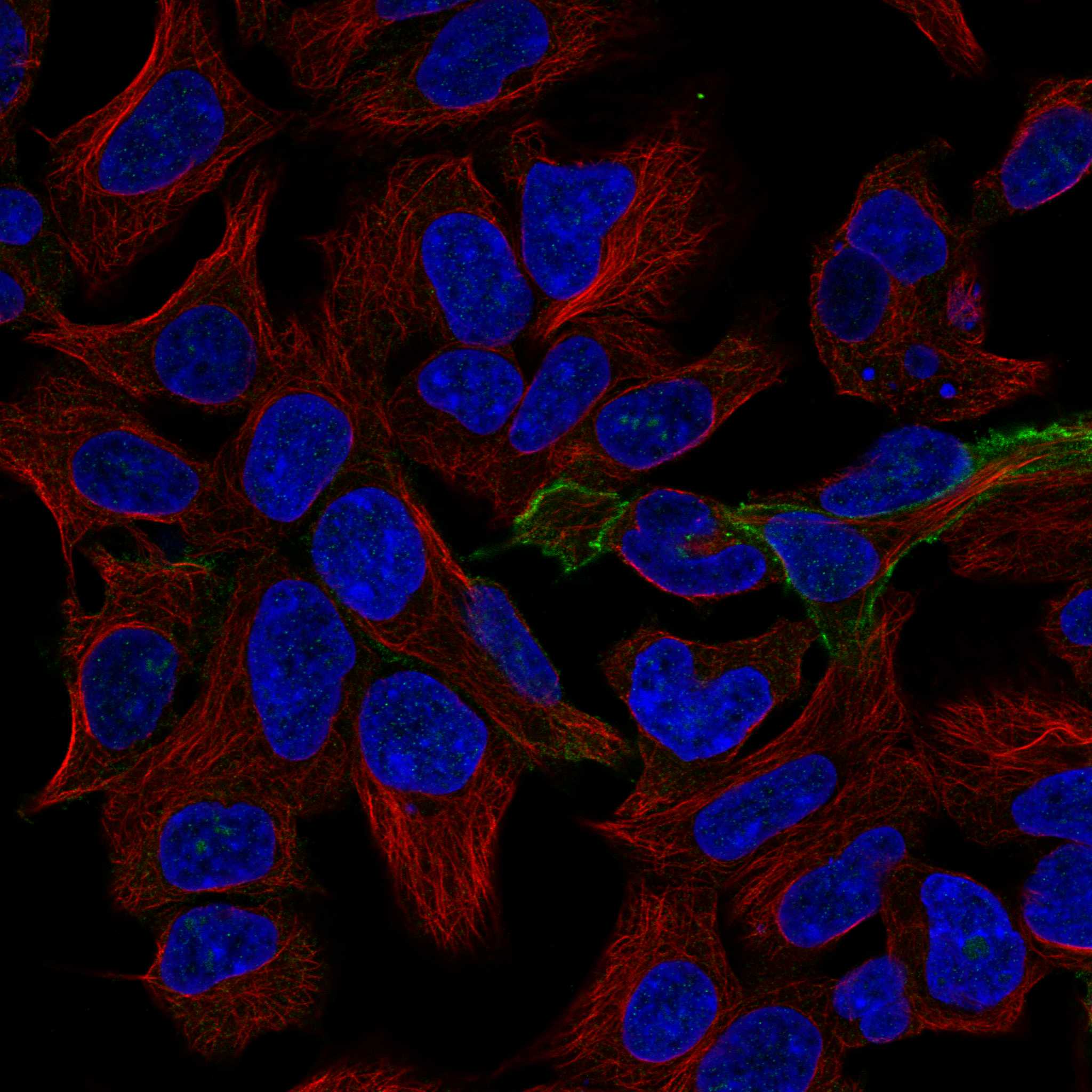 KIT fluorescence