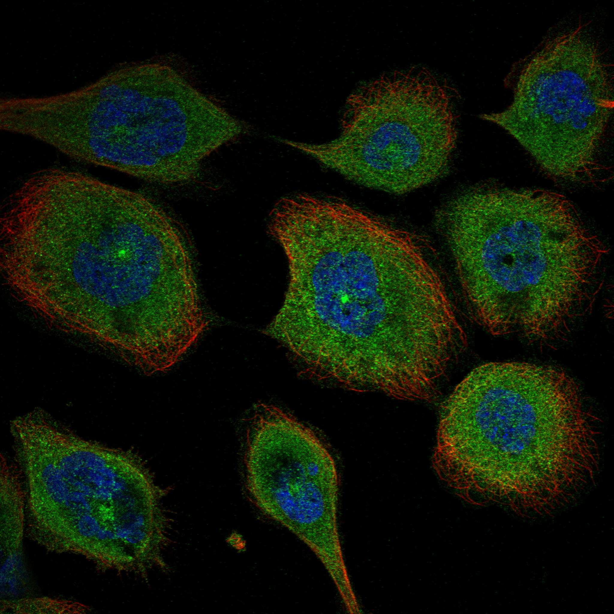 KLC3 fluorescence