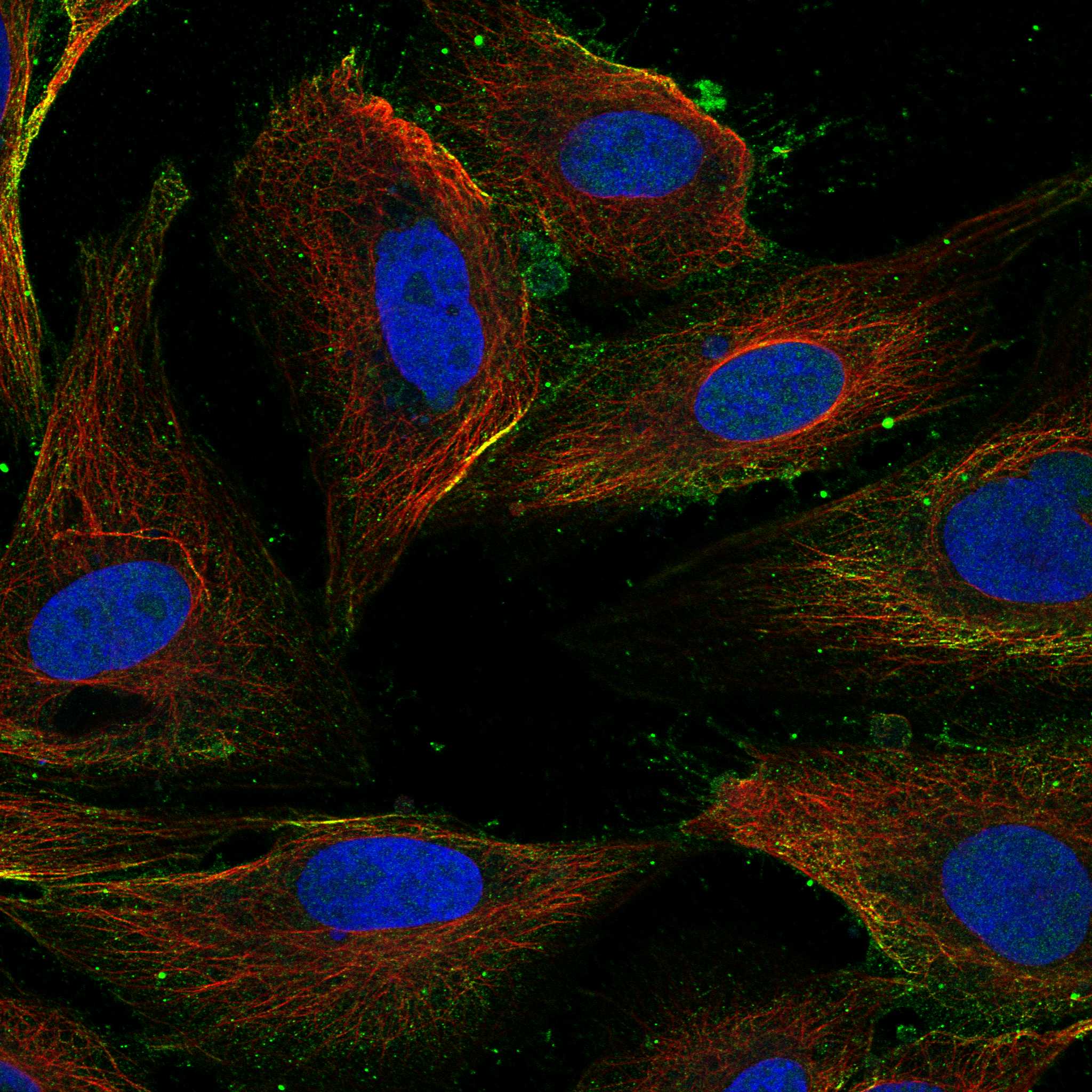 KLHL5 fluorescence