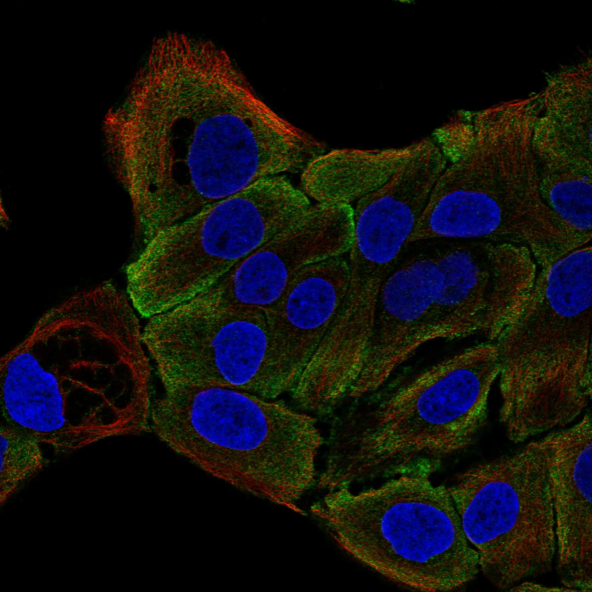 KLK7 fluorescence