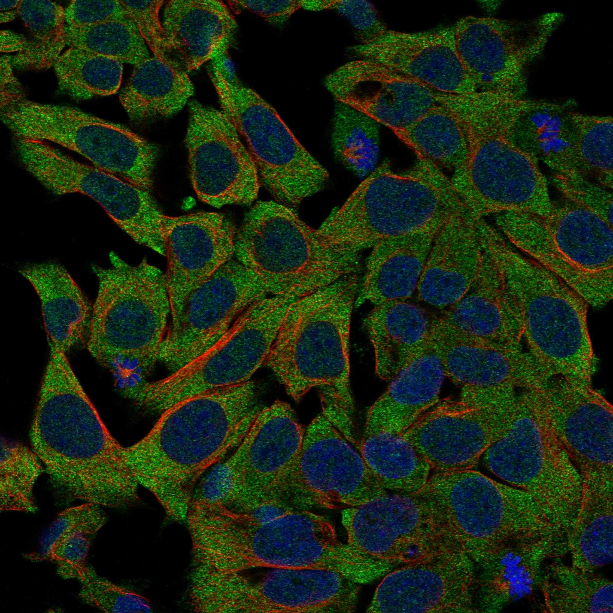 KLRF1 fluorescence