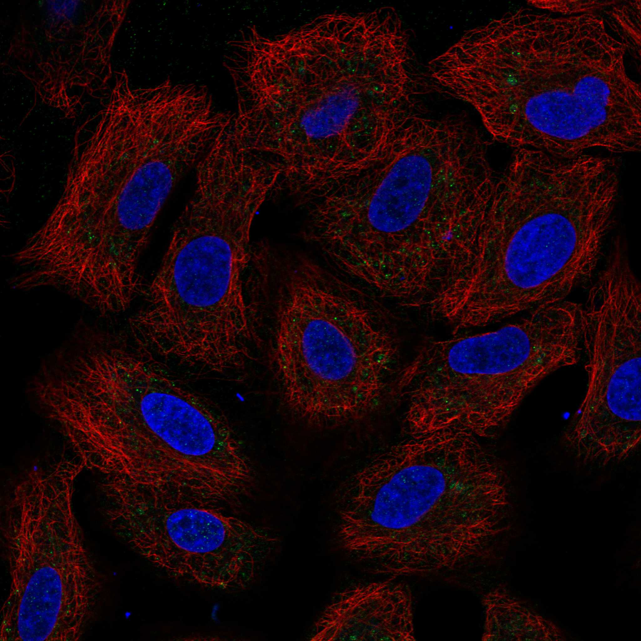 KLRG1 fluorescence