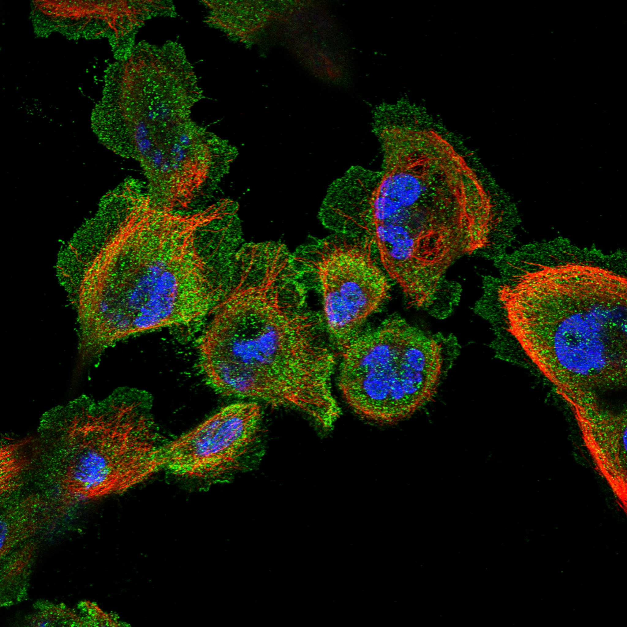 KMT2D fluorescence