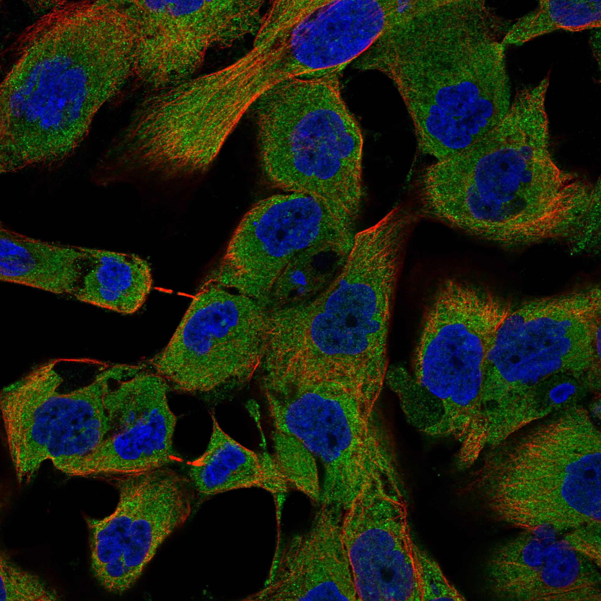 KNDC1 fluorescence