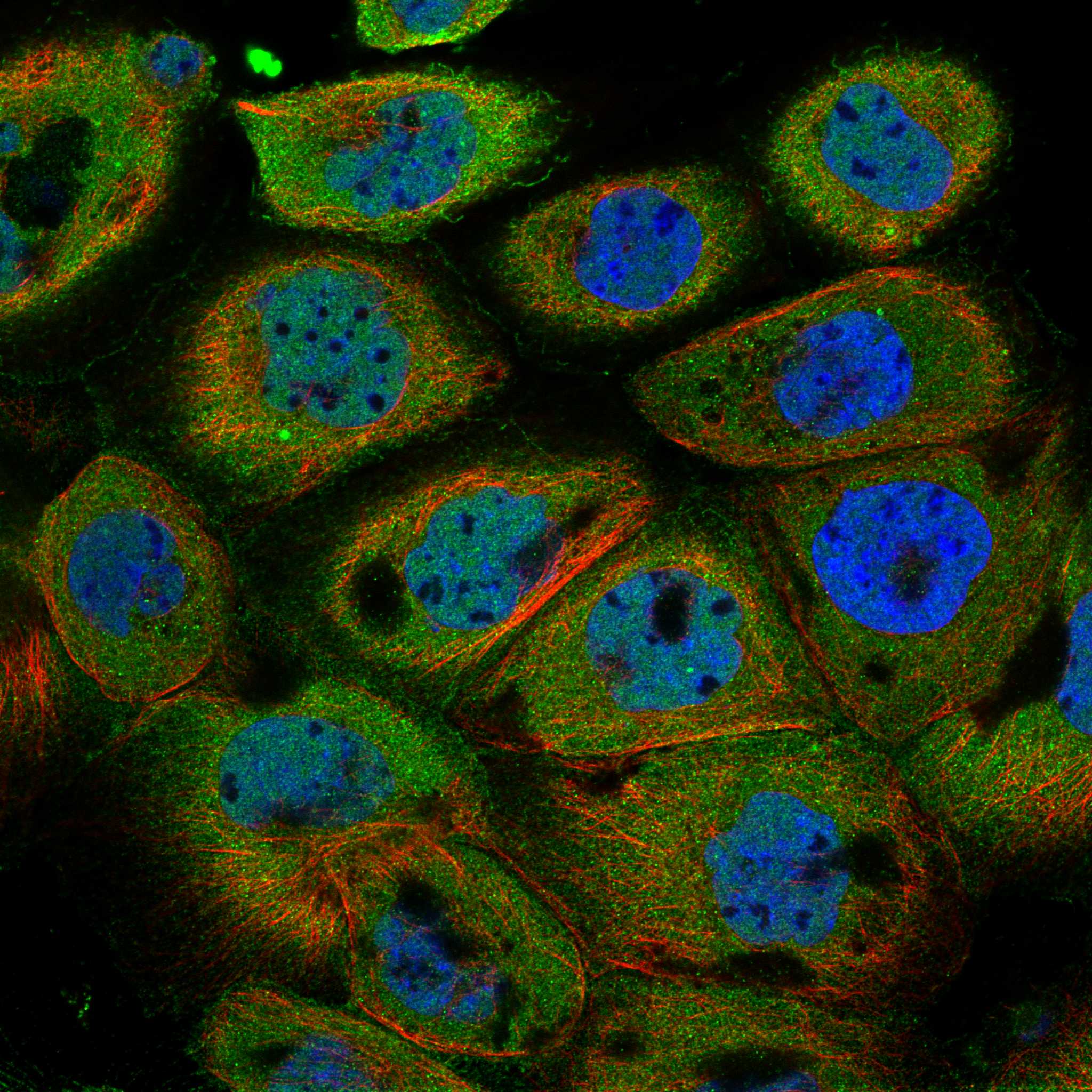KPTN fluorescence