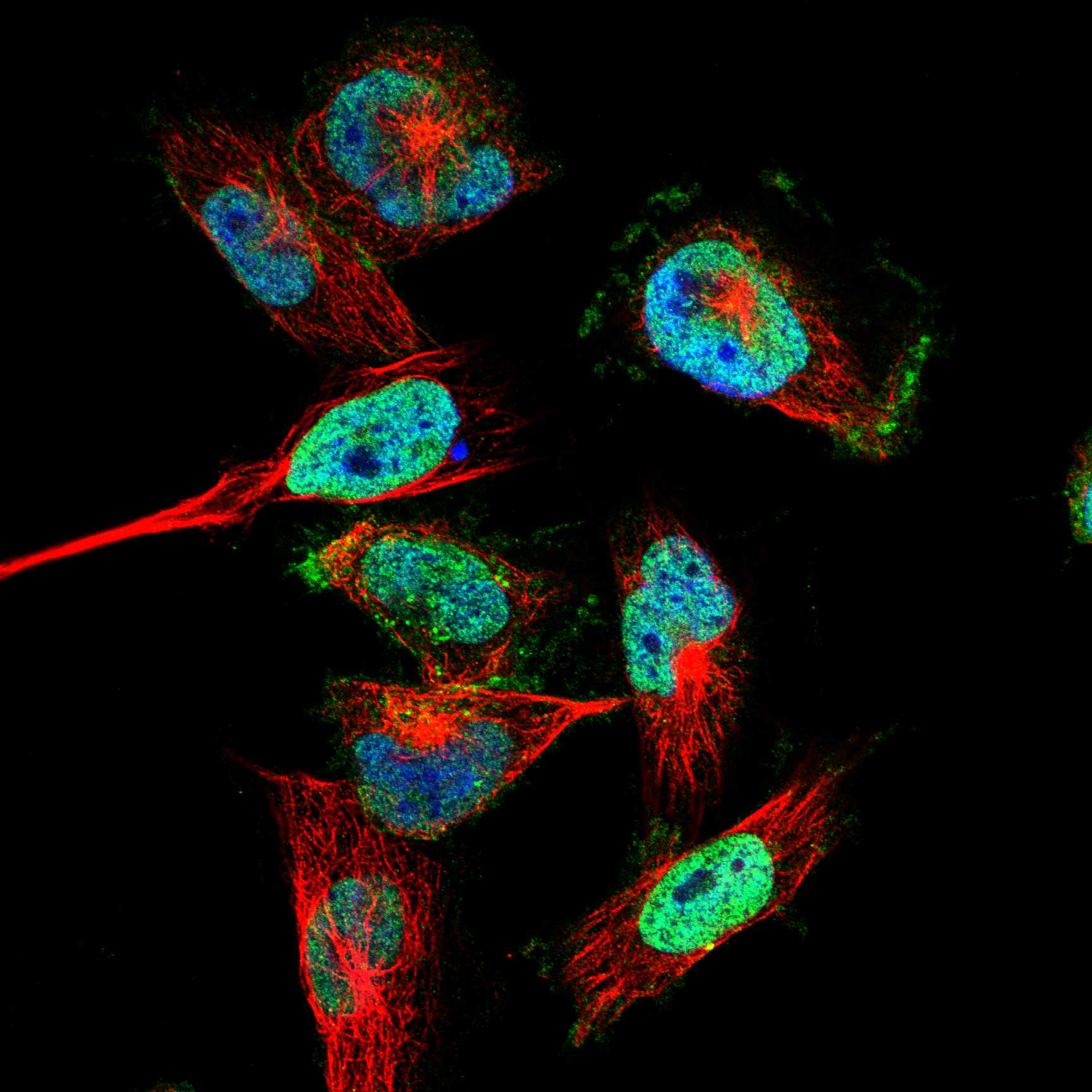 L1CAM fluorescence