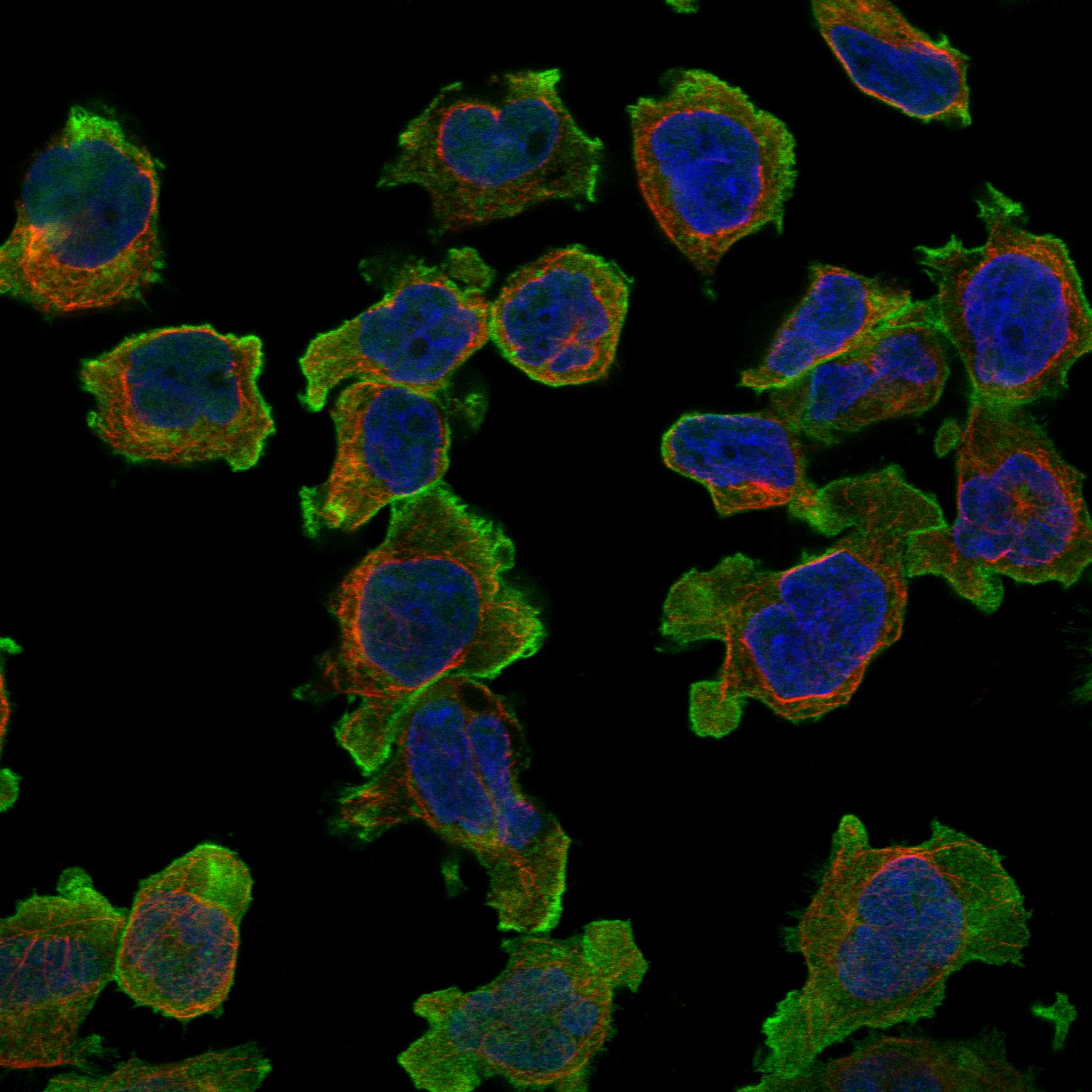 LAIR1 fluorescence
