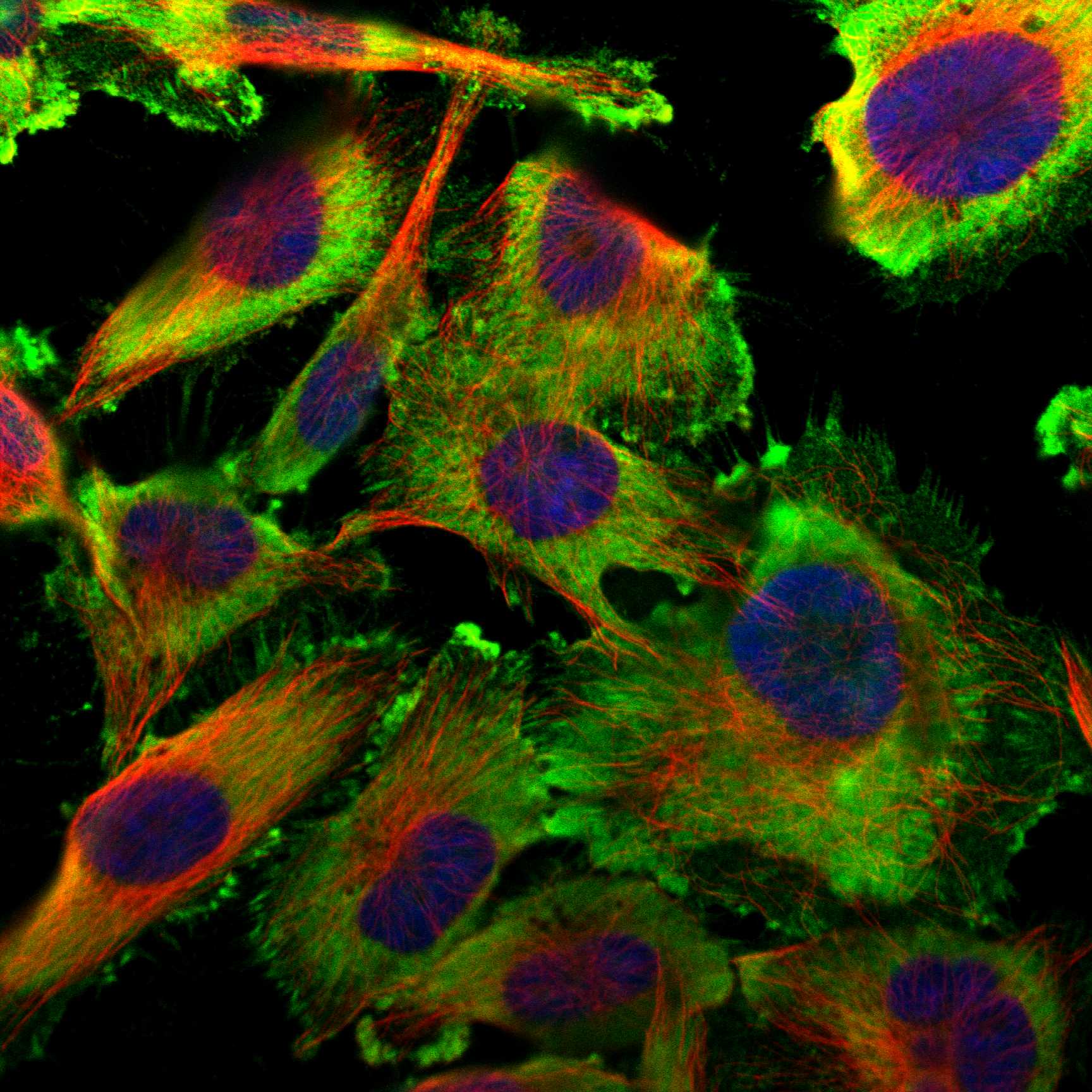 LAMA4 fluorescence