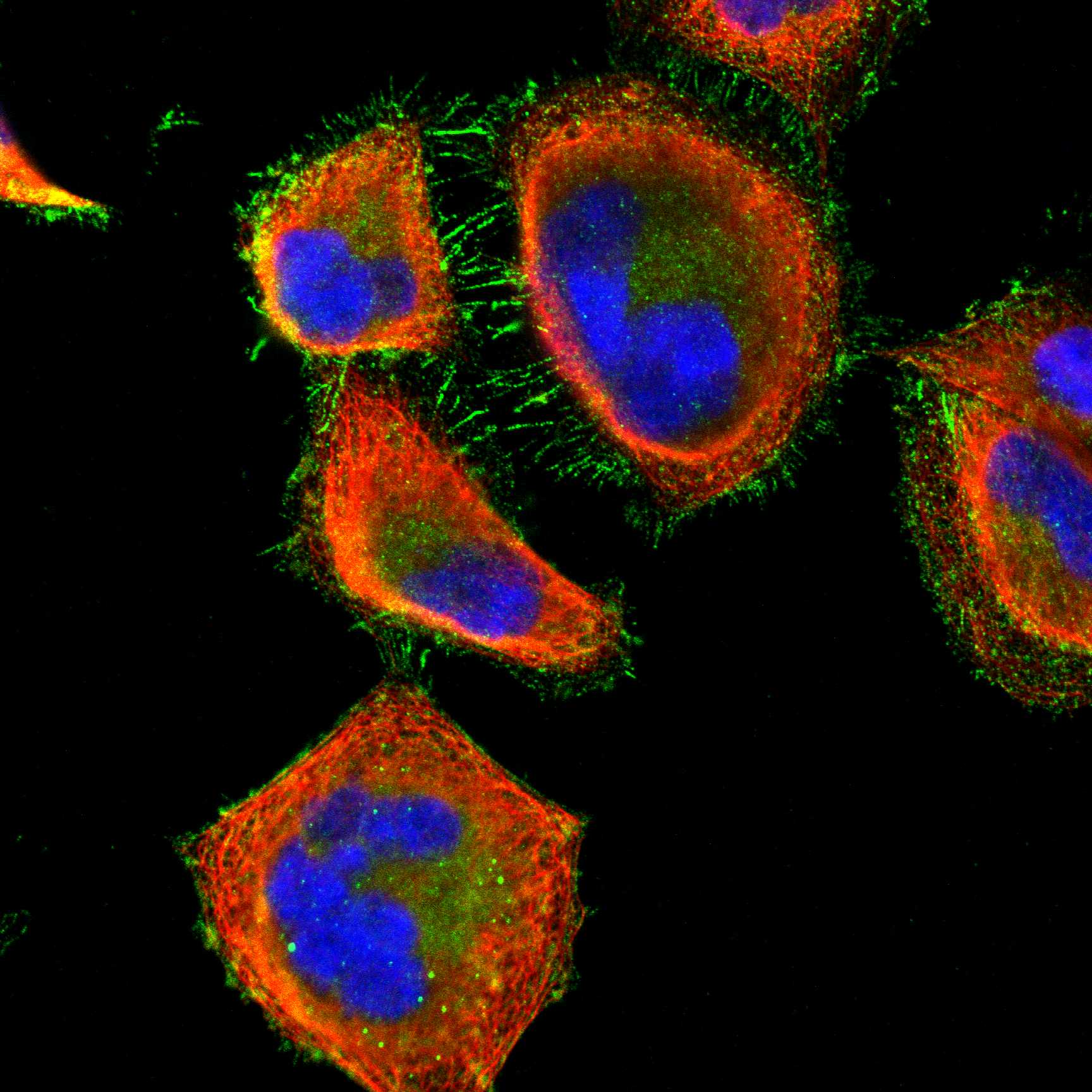 LAMC1 fluorescence