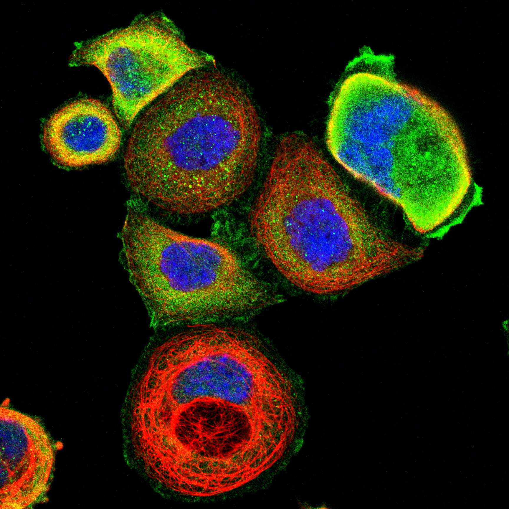 LASP1 fluorescence