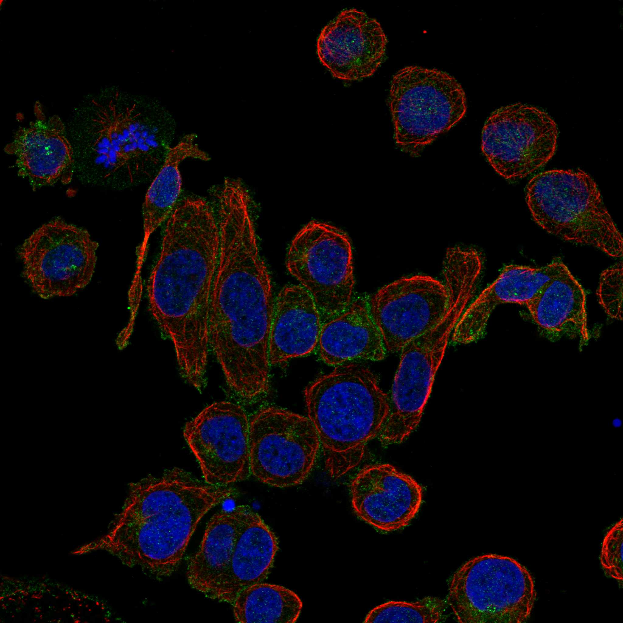 LAT fluorescence