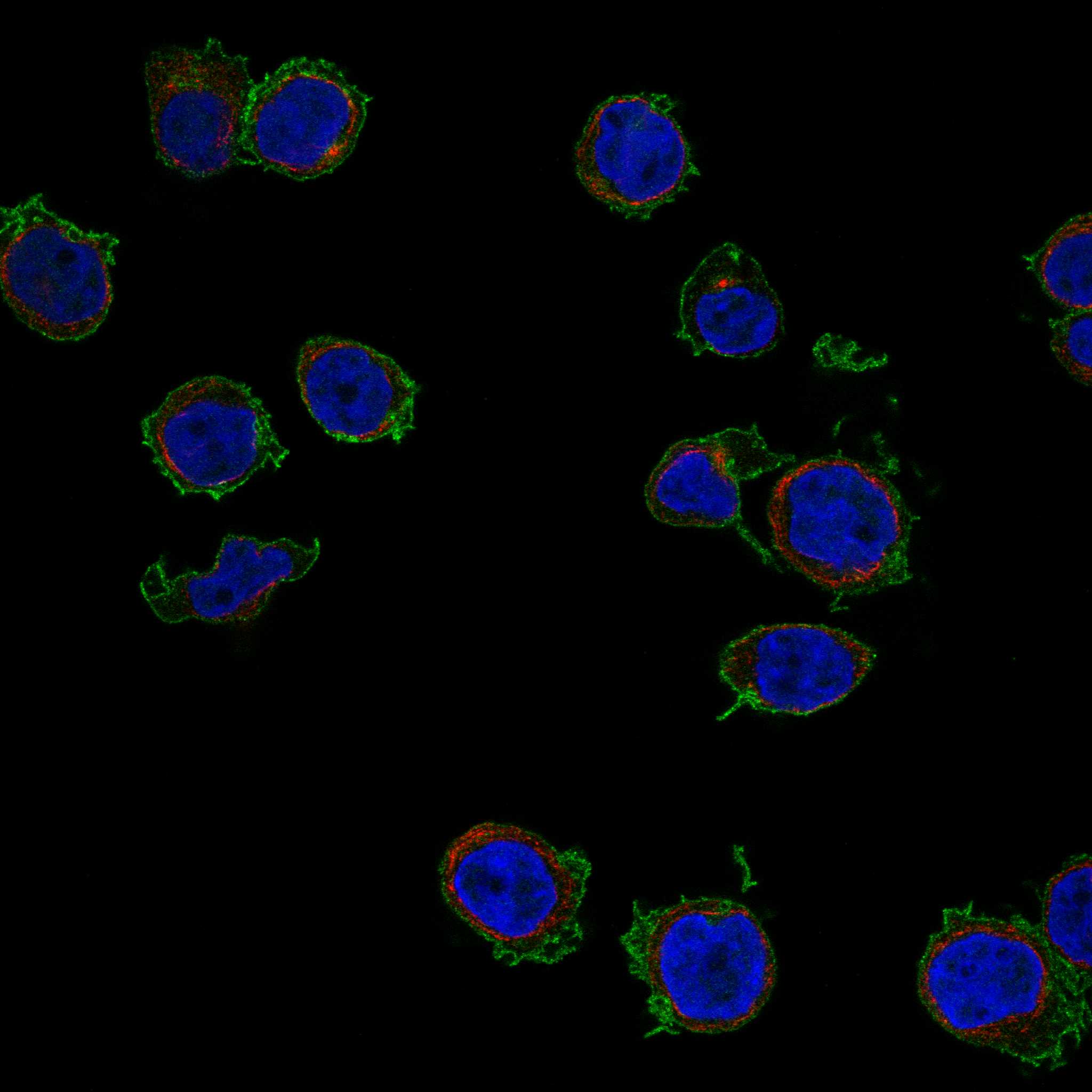LAT2 fluorescence