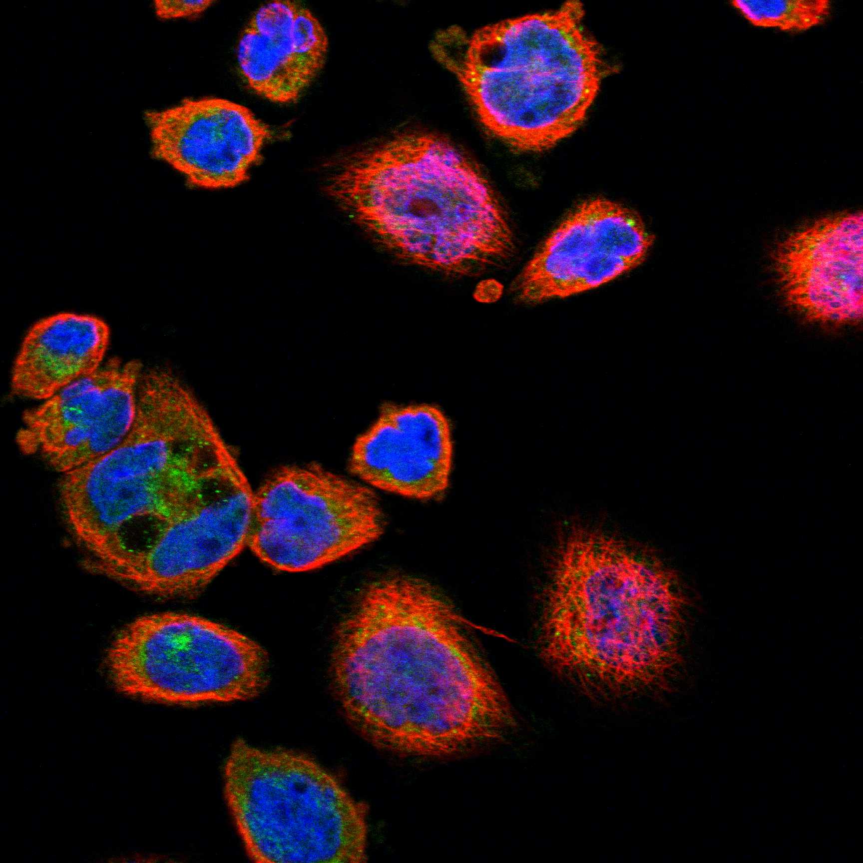 LAX1 fluorescence