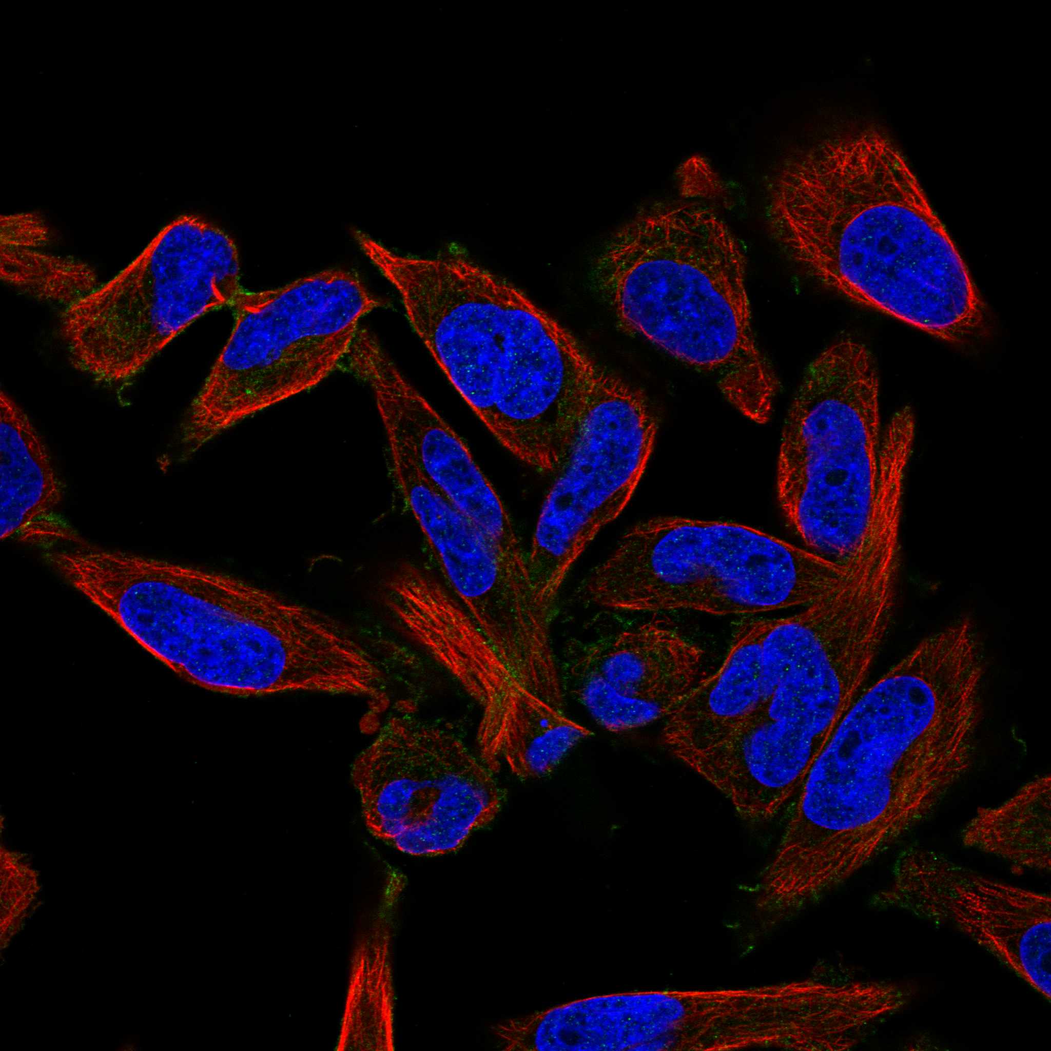 LCTL fluorescence
