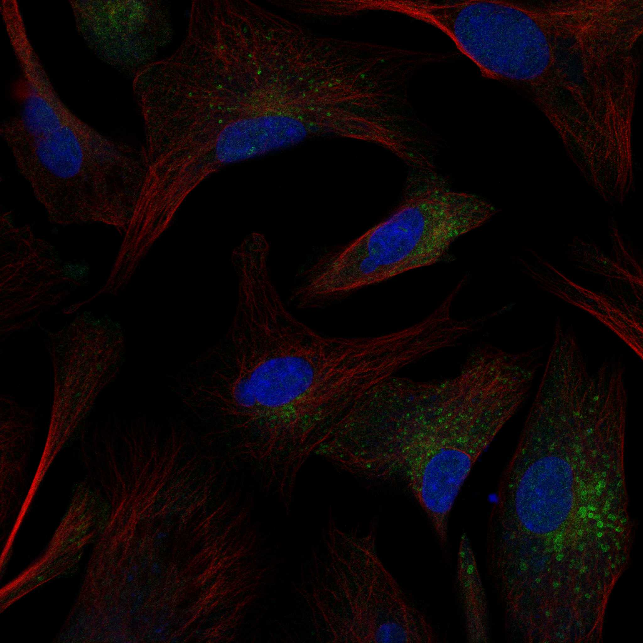 LDLR fluorescence