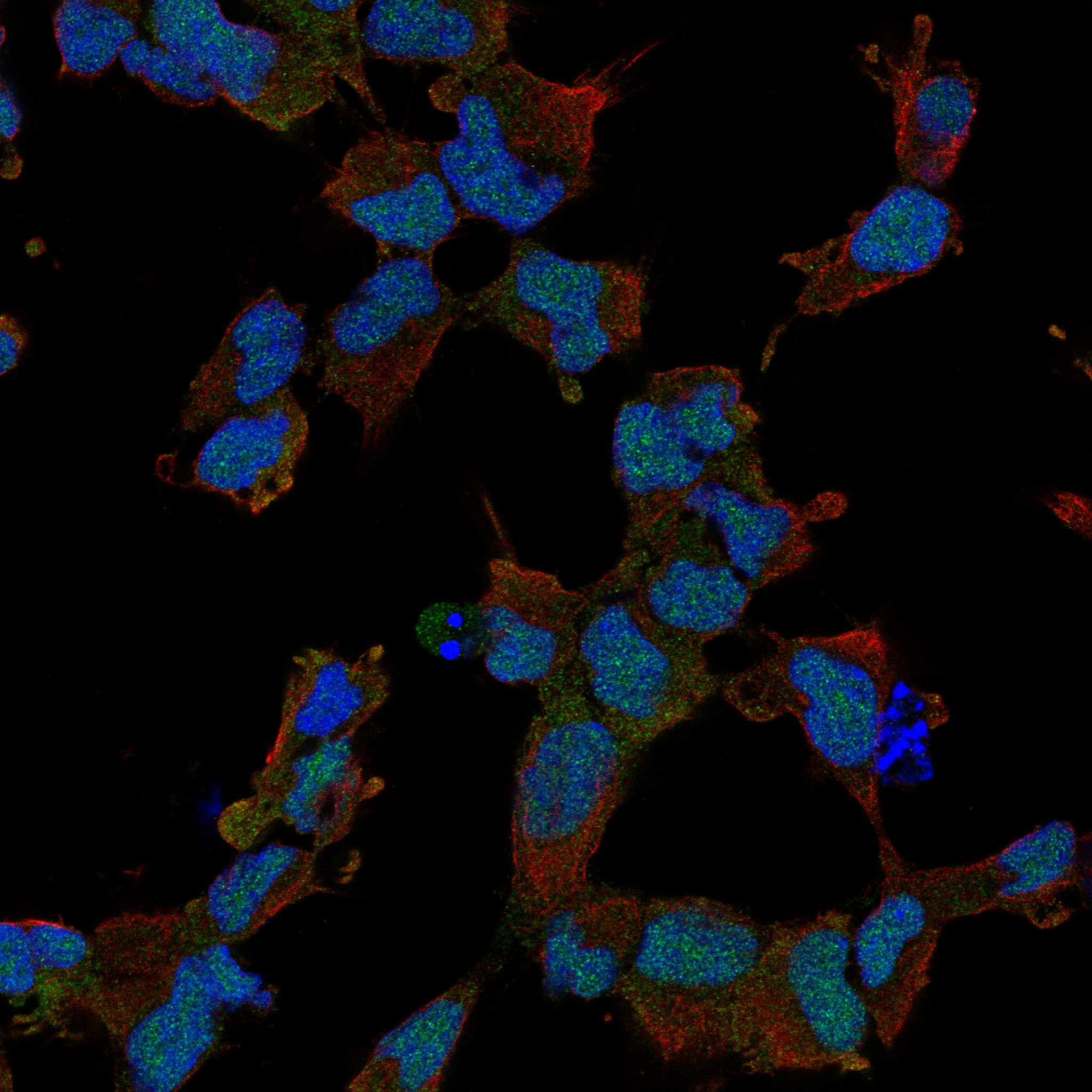 LENG1 fluorescence