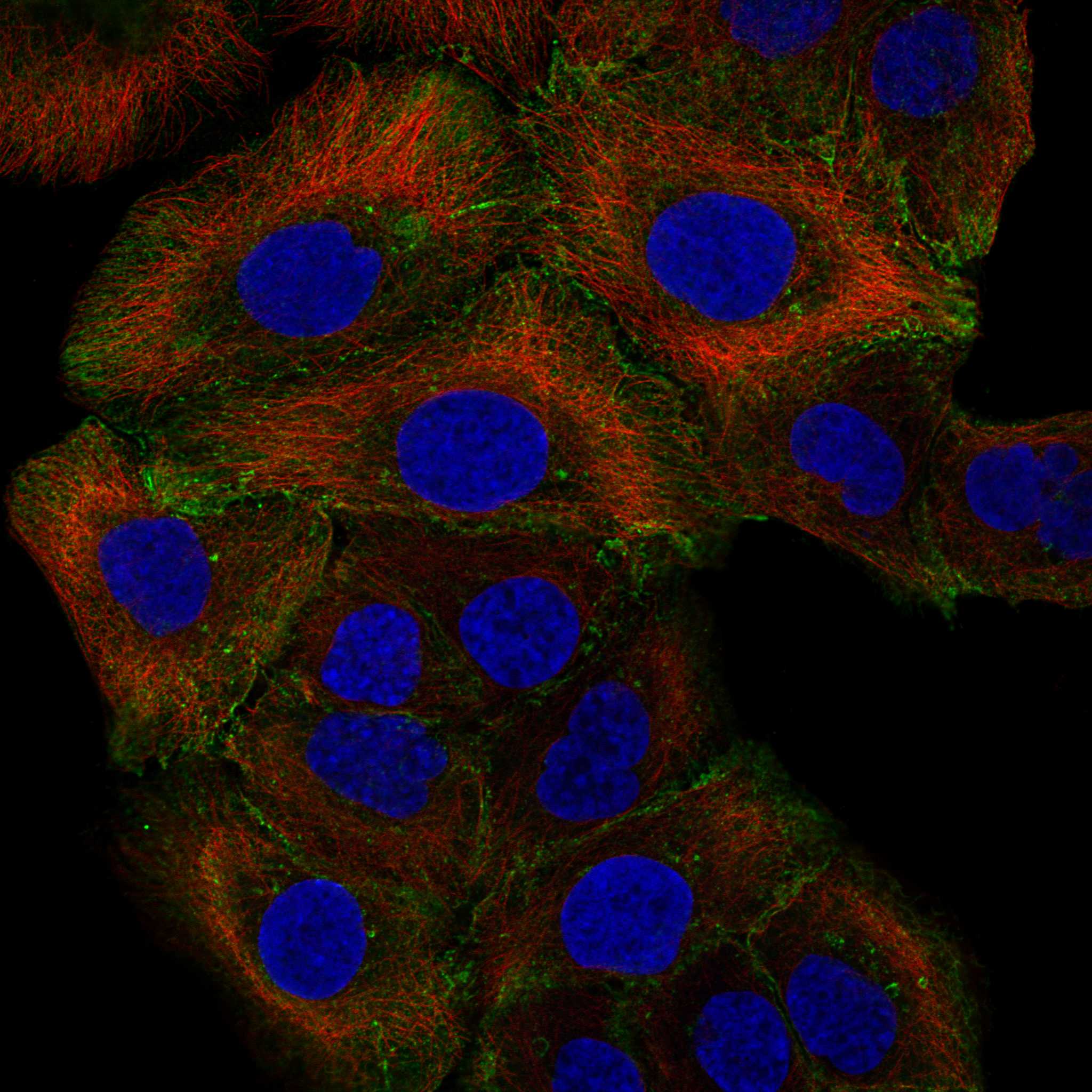 LEP fluorescence