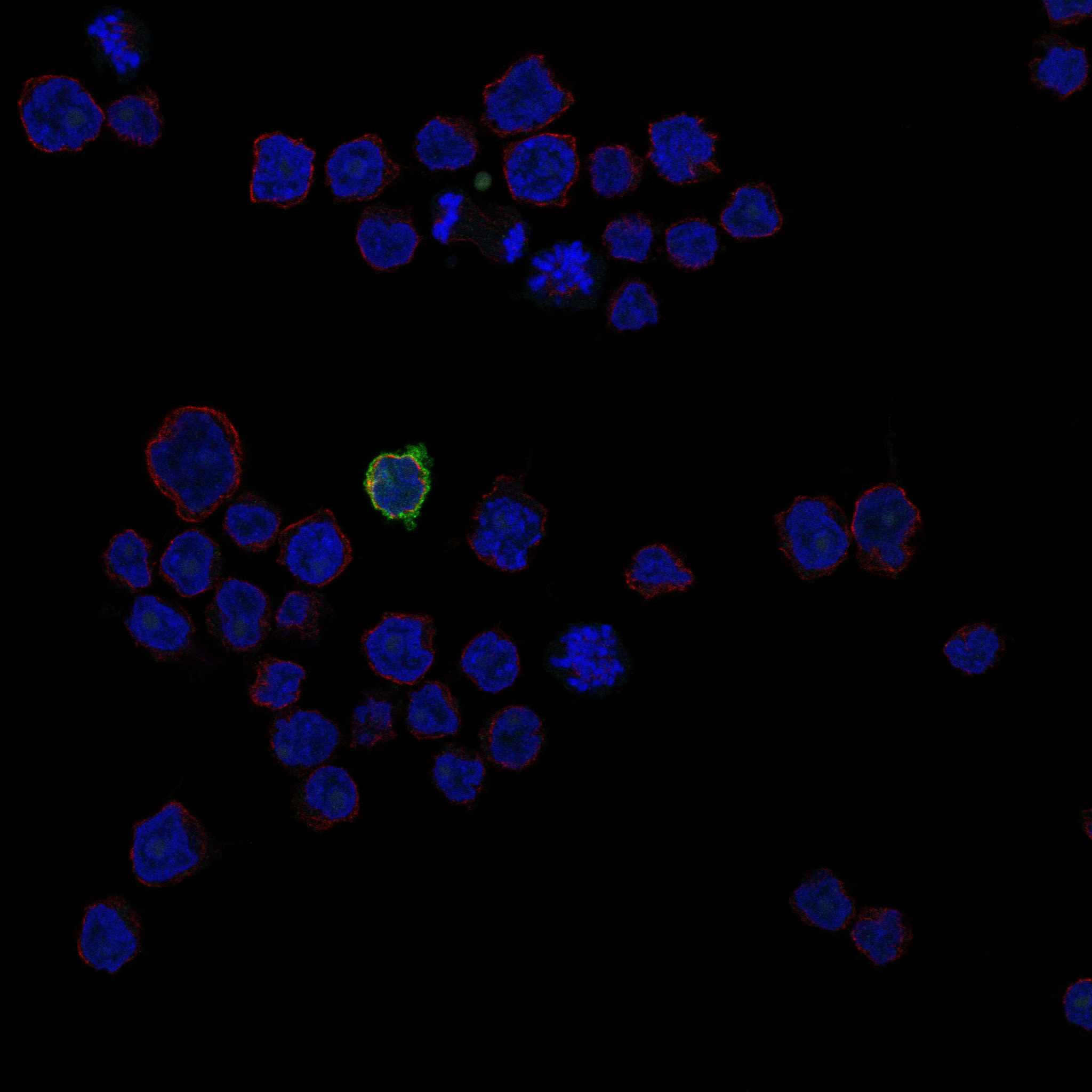 LIPI fluorescence