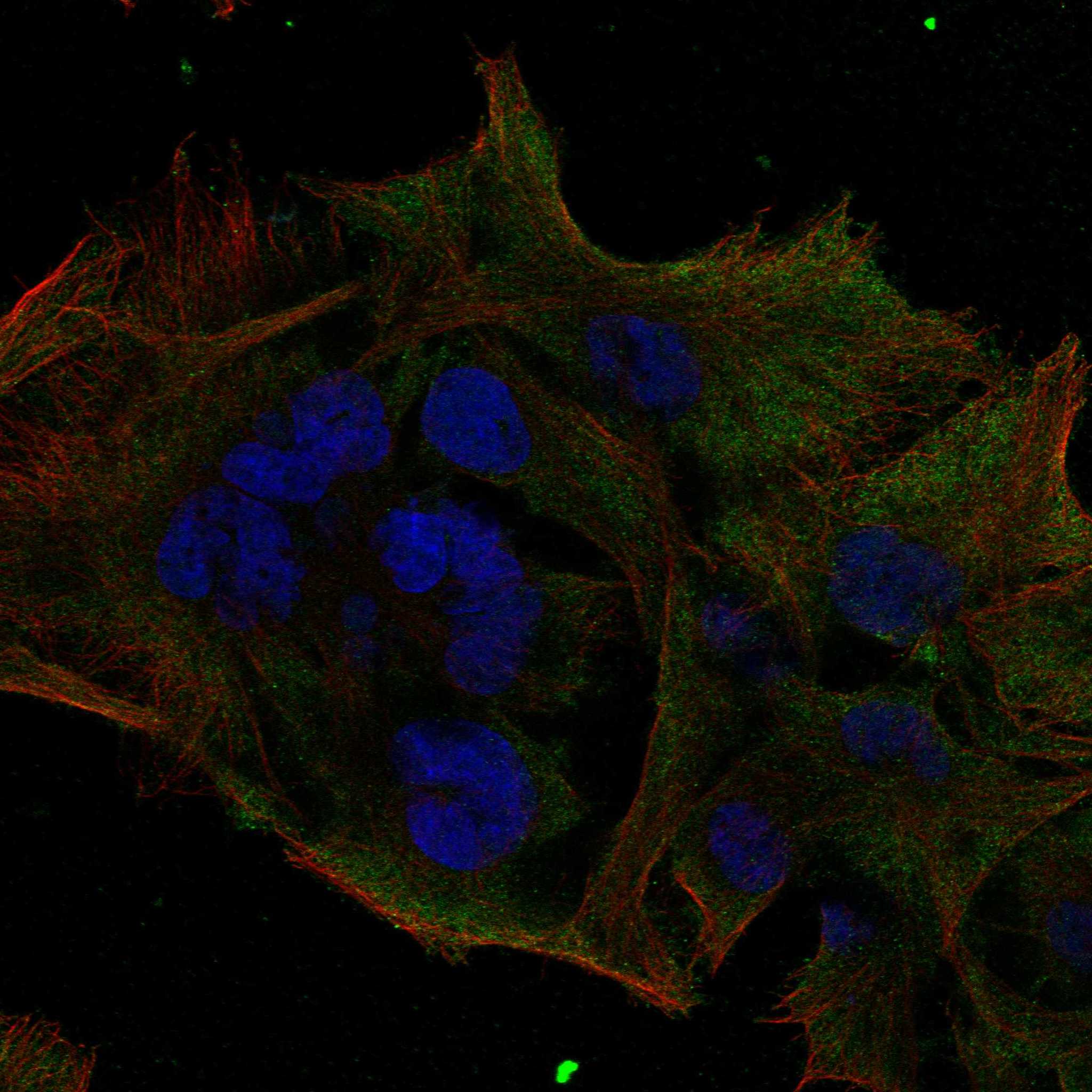LIPJ fluorescence